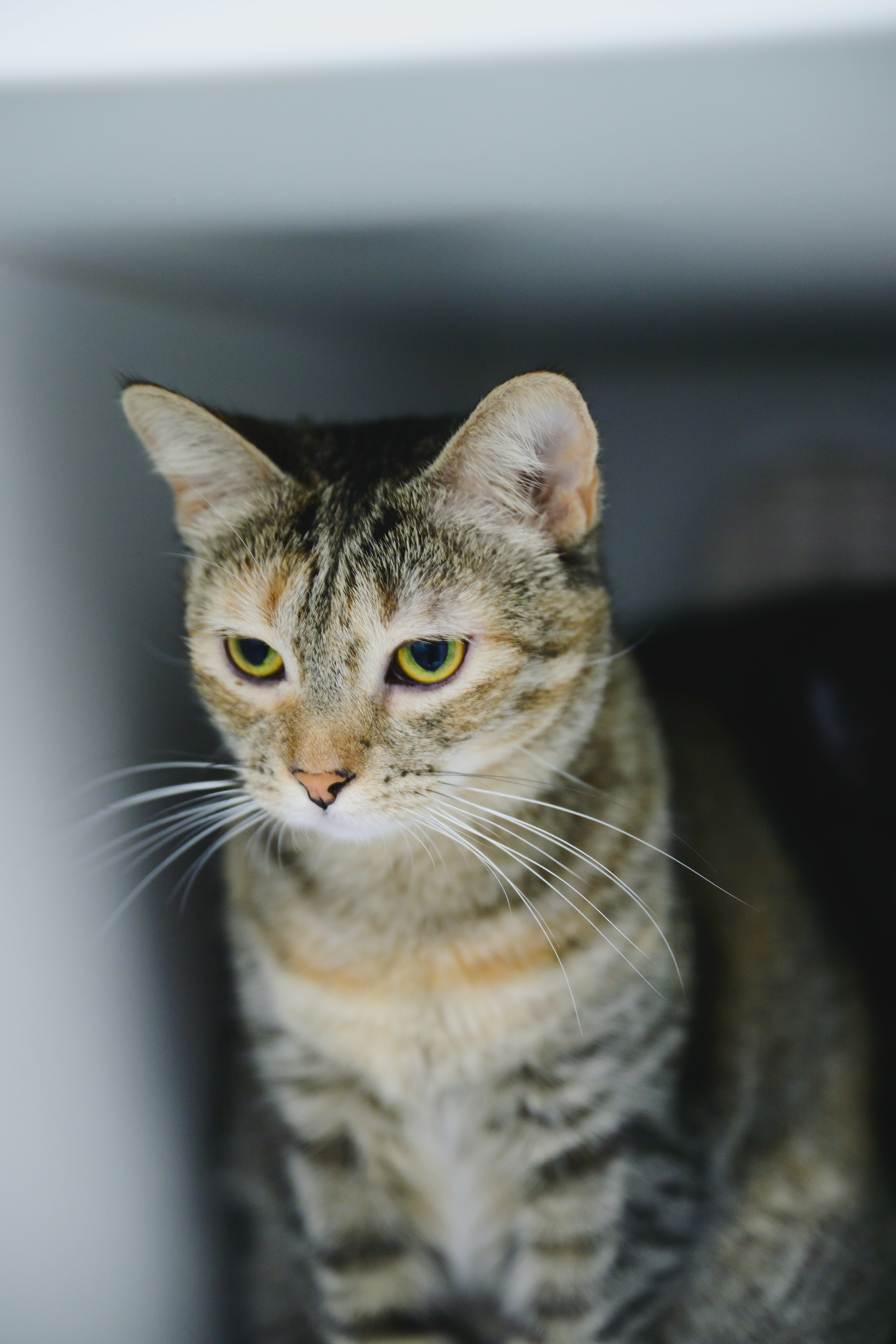 Sky (Maui), an adoptable Domestic Short Hair in Honolulu, HI, 96826 | Photo Image 4