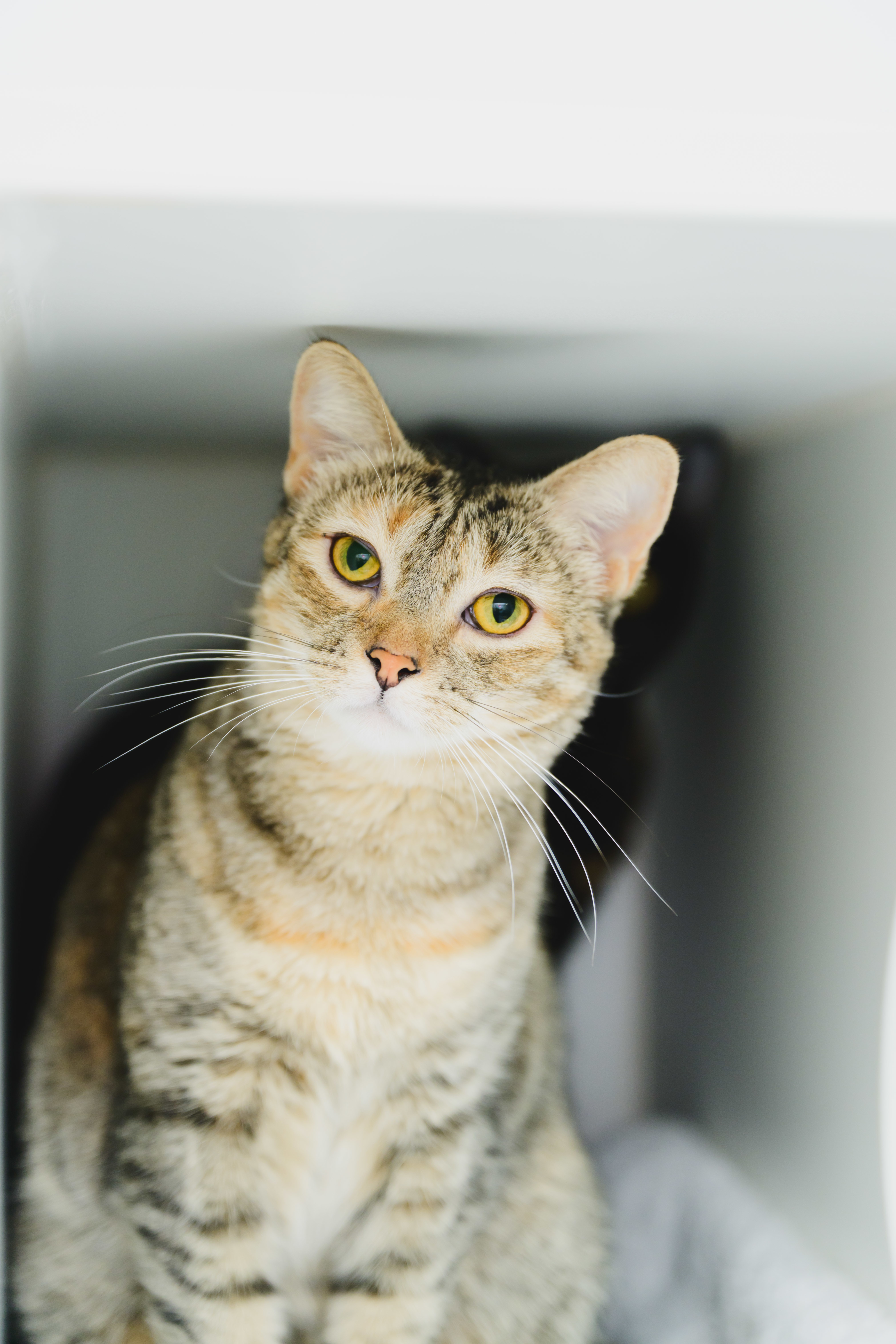 Sky (Maui), an adoptable Domestic Short Hair in Honolulu, HI, 96826 | Photo Image 5