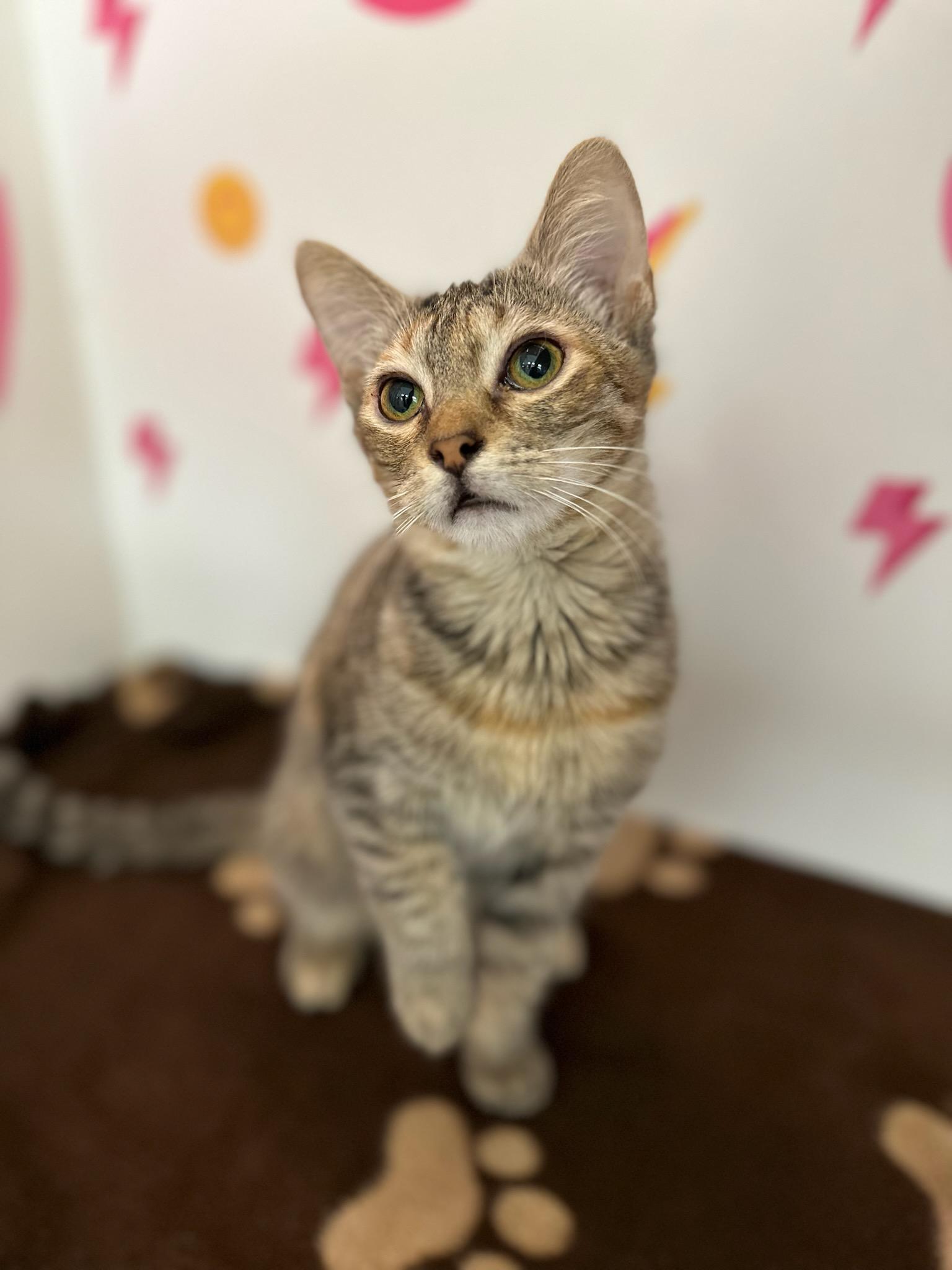 Sky (Maui), an adoptable Domestic Short Hair in Honolulu, HI, 96826 | Photo Image 6
