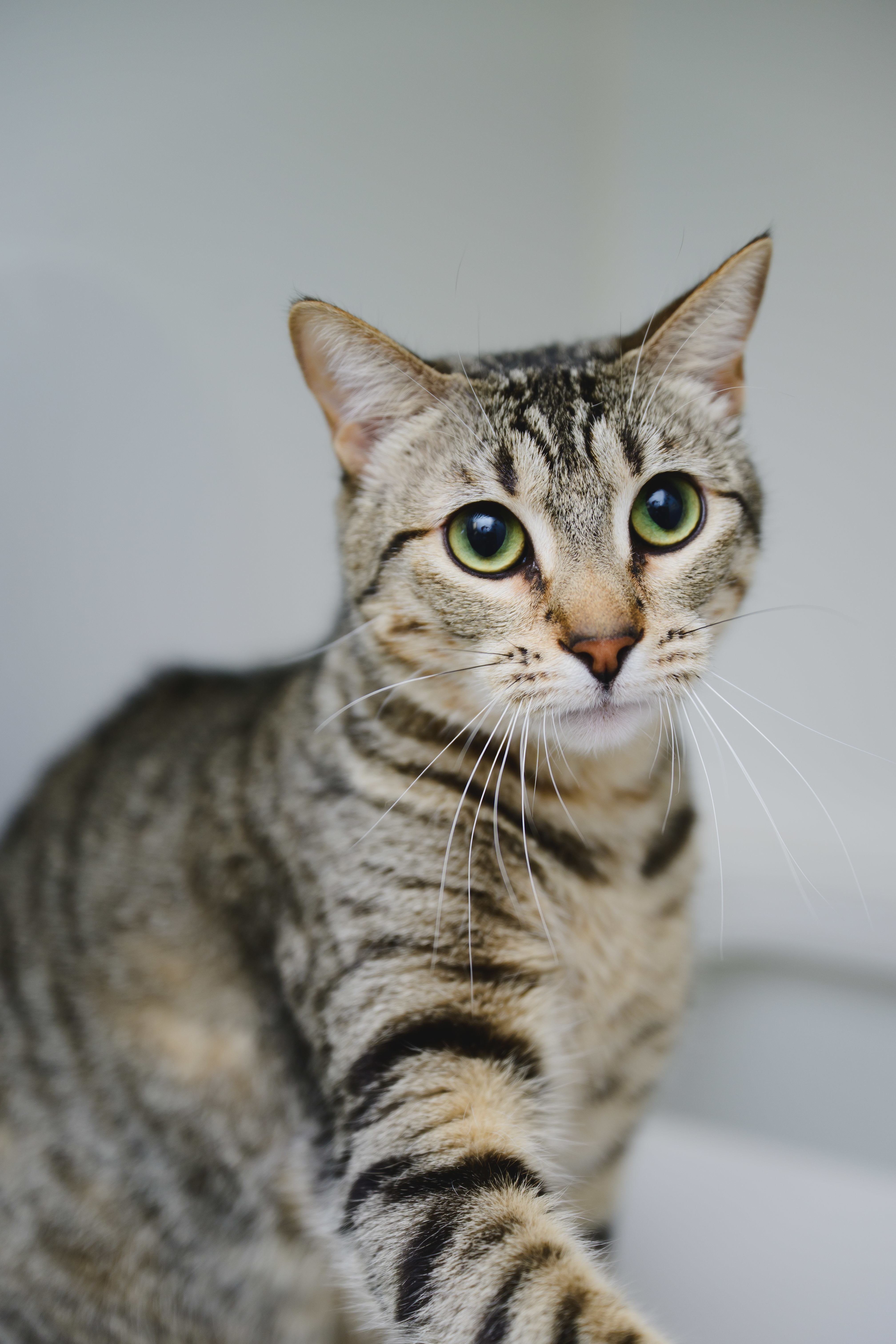 Nova, an adoptable Domestic Short Hair in Honolulu, HI, 96826 | Photo Image 1