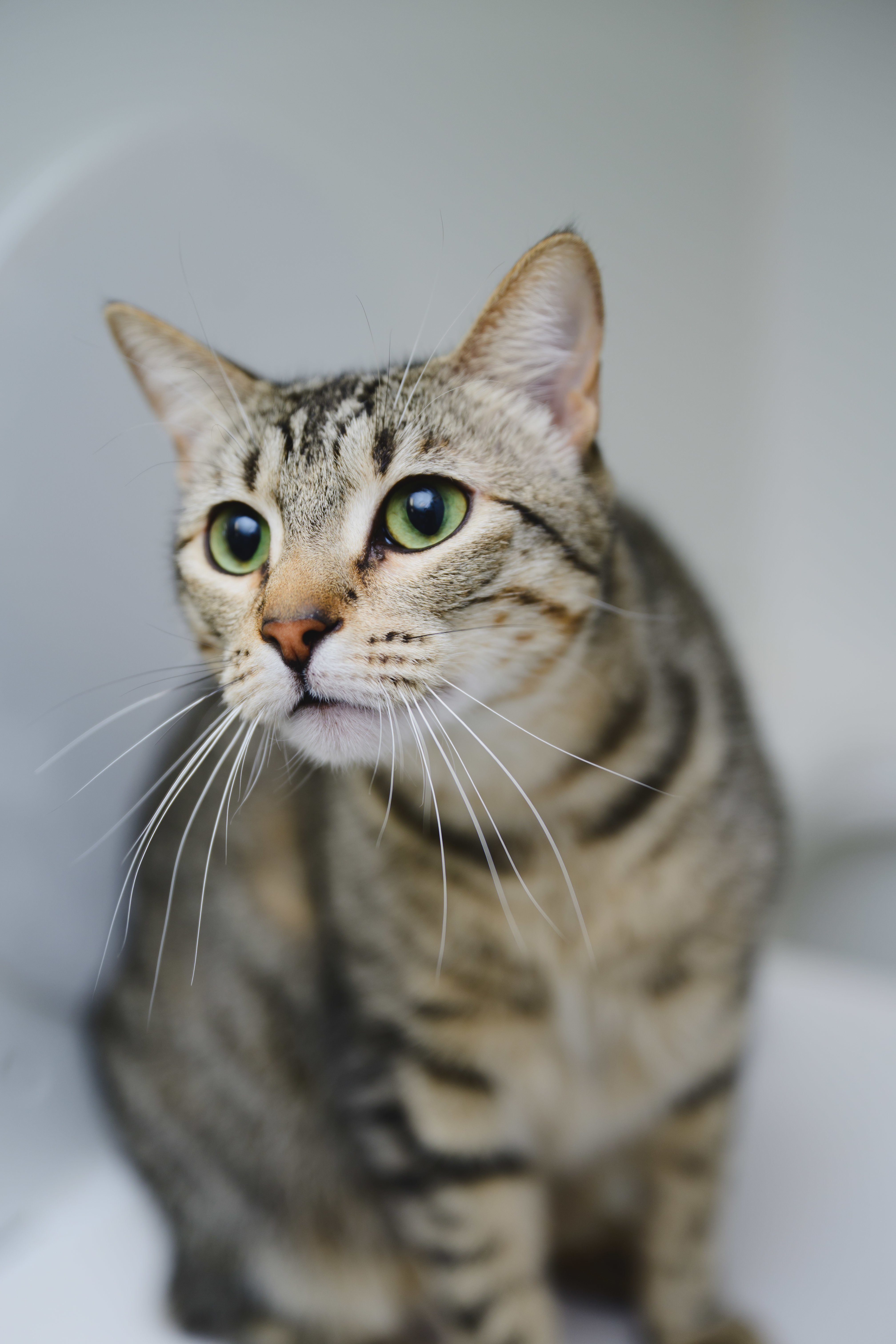 Nova, an adoptable Domestic Short Hair in Honolulu, HI, 96826 | Photo Image 2