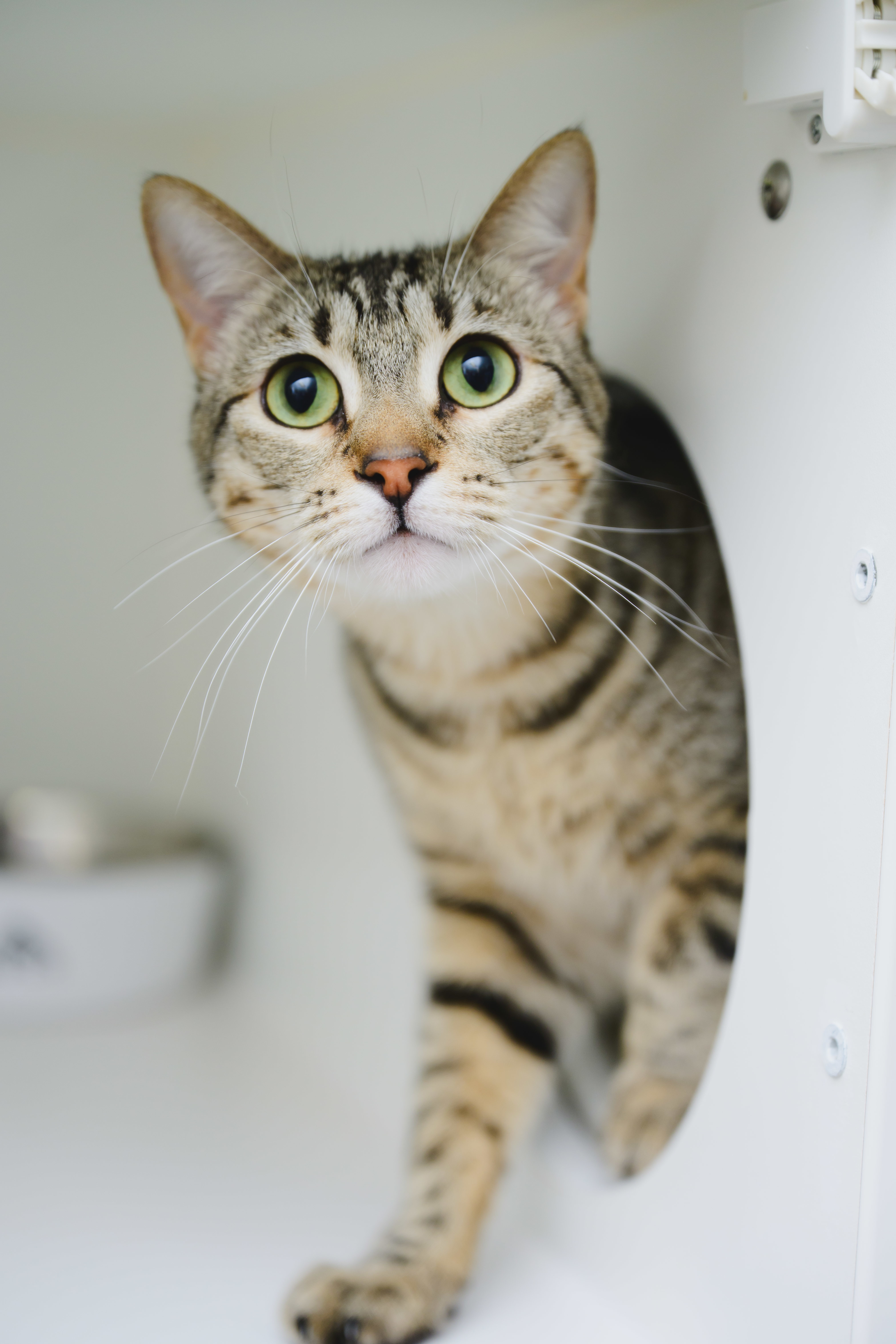 Nova, an adoptable Domestic Short Hair in Honolulu, HI, 96826 | Photo Image 3