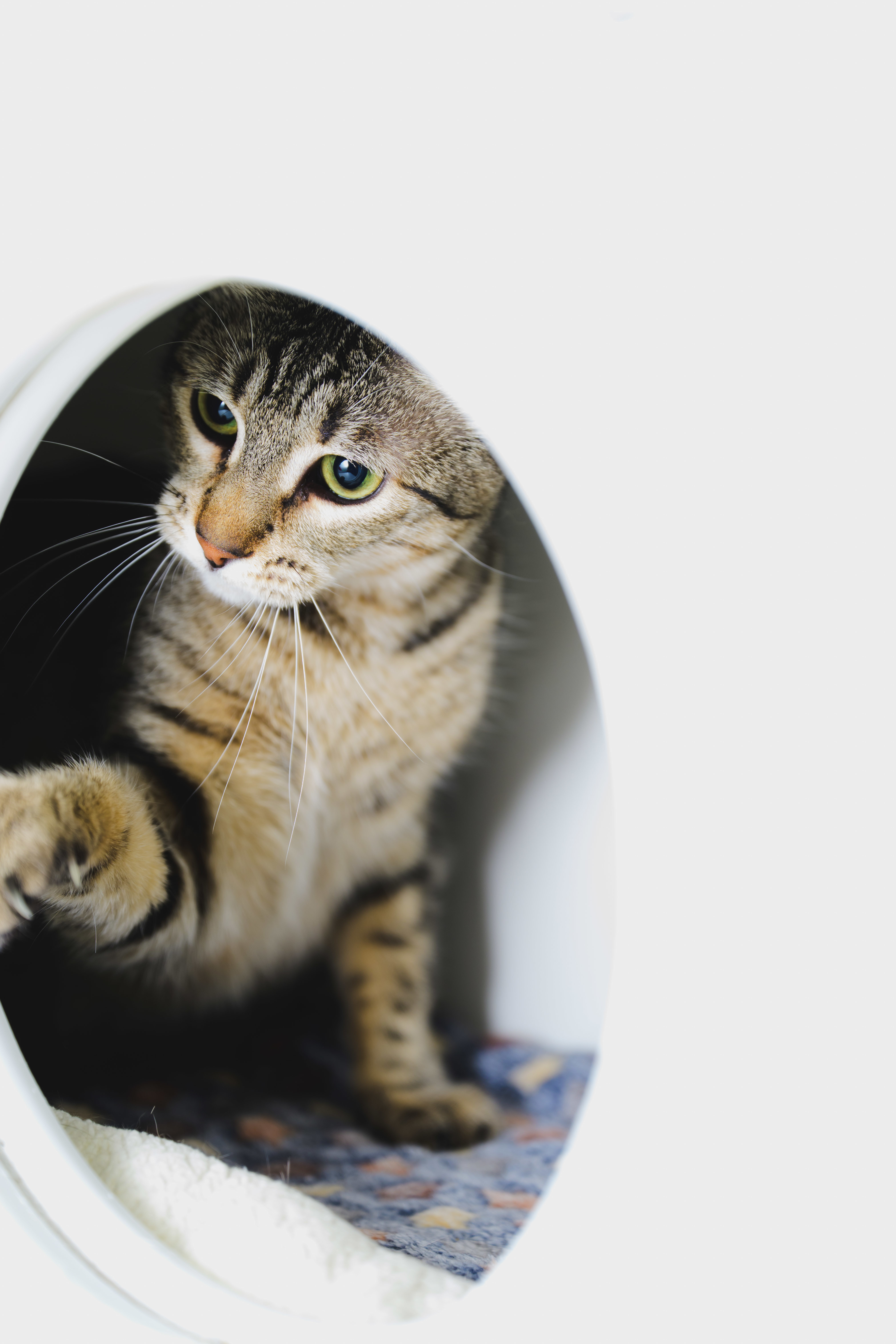 Nova, an adoptable Domestic Short Hair in Honolulu, HI, 96826 | Photo Image 4