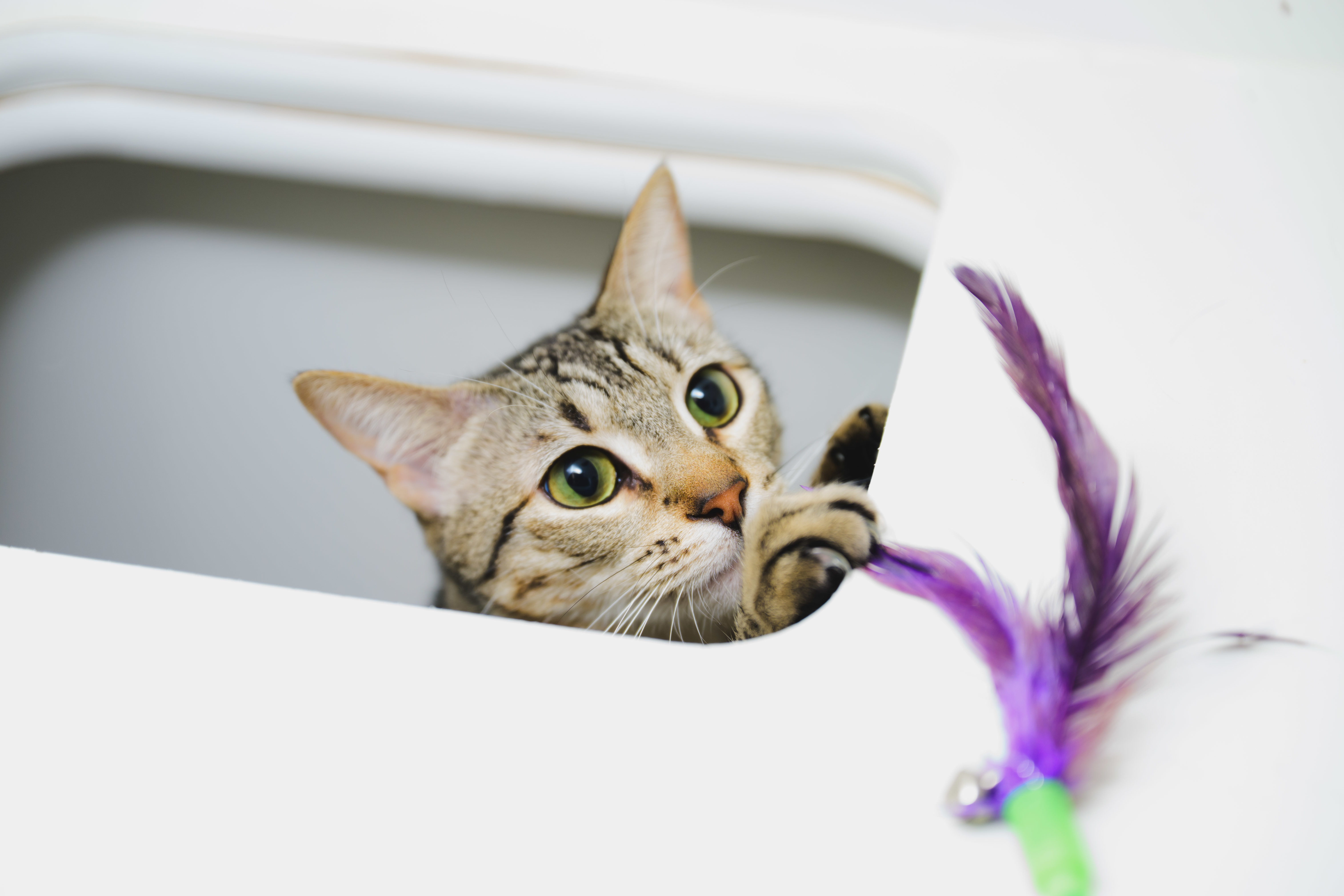 Nova, an adoptable Domestic Short Hair in Honolulu, HI, 96826 | Photo Image 5