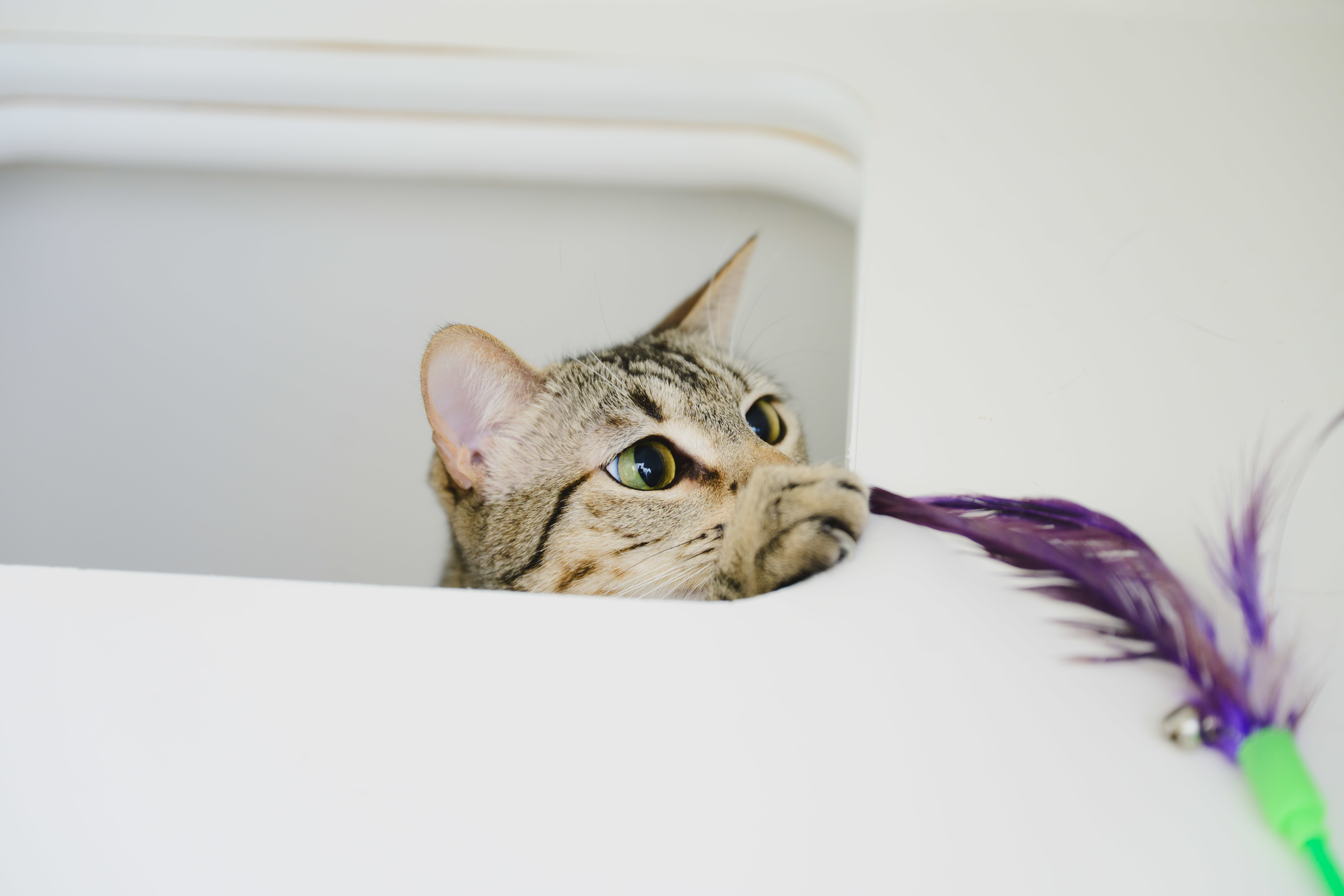 Nova, an adoptable Domestic Short Hair in Honolulu, HI, 96826 | Photo Image 6