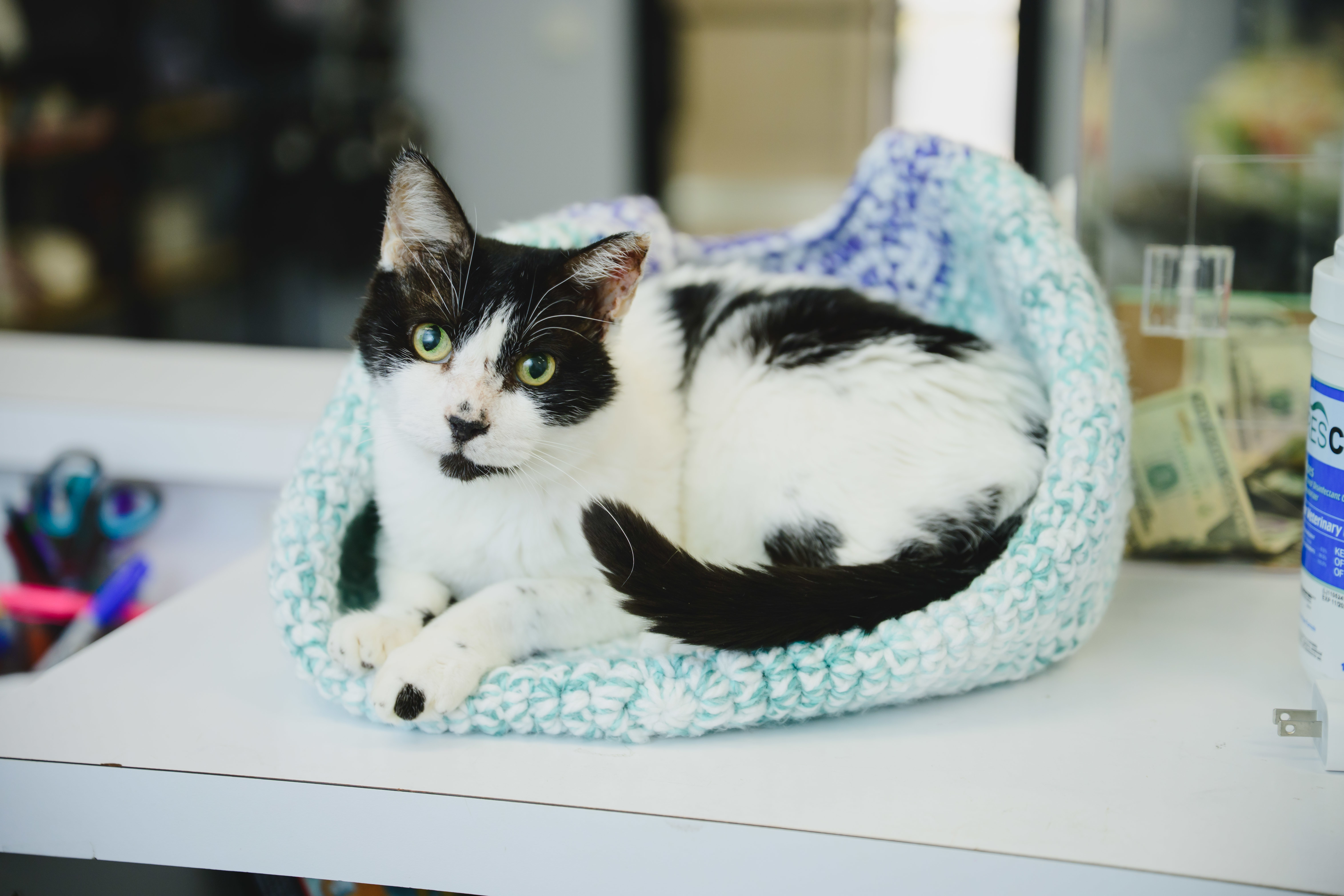 Buddy, an adoptable Domestic Short Hair in Honolulu, HI, 96826 | Photo Image 1