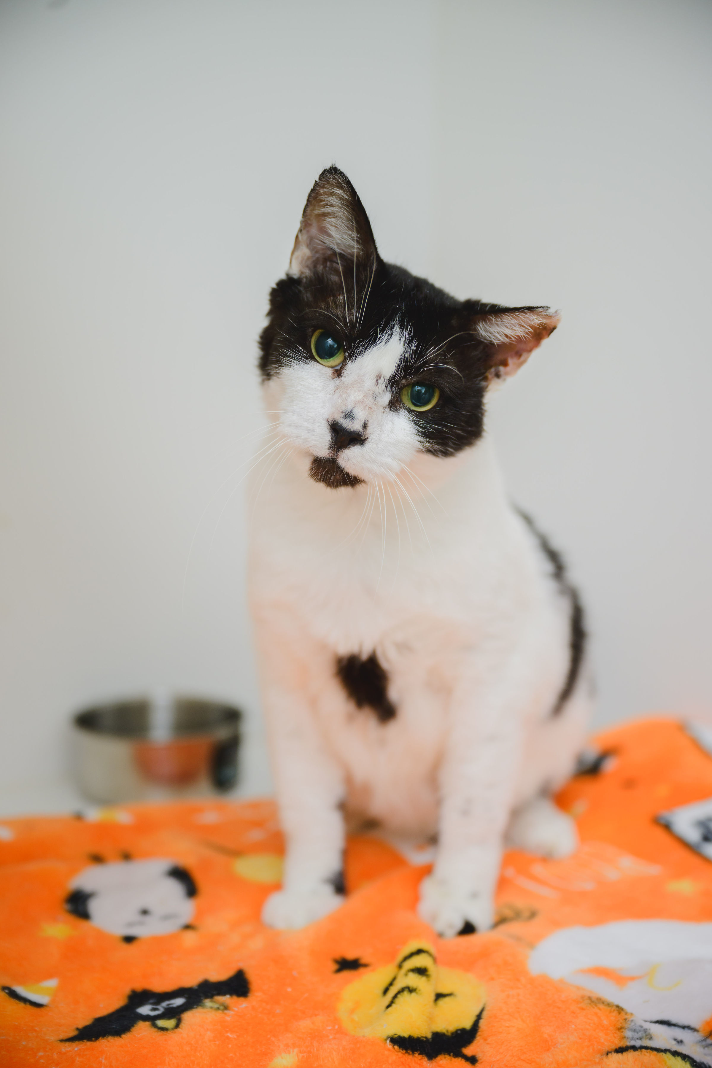 Buddy, an adoptable Domestic Short Hair in Honolulu, HI, 96826 | Photo Image 2