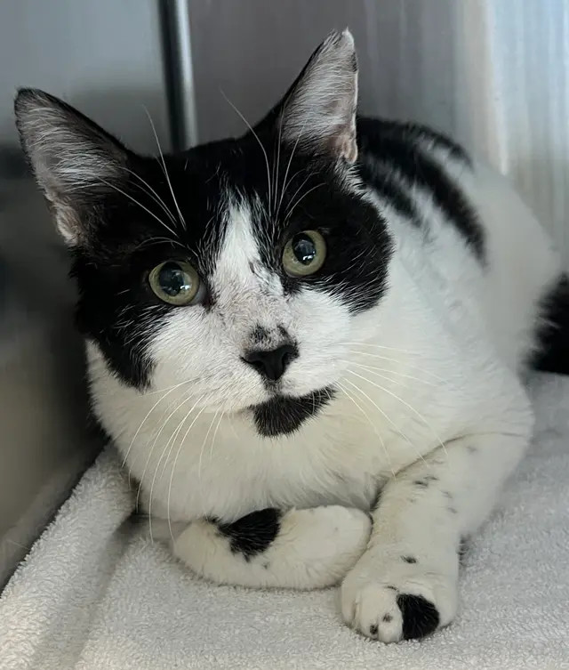 Buddy, an adoptable Domestic Short Hair in Honolulu, HI, 96826 | Photo Image 3