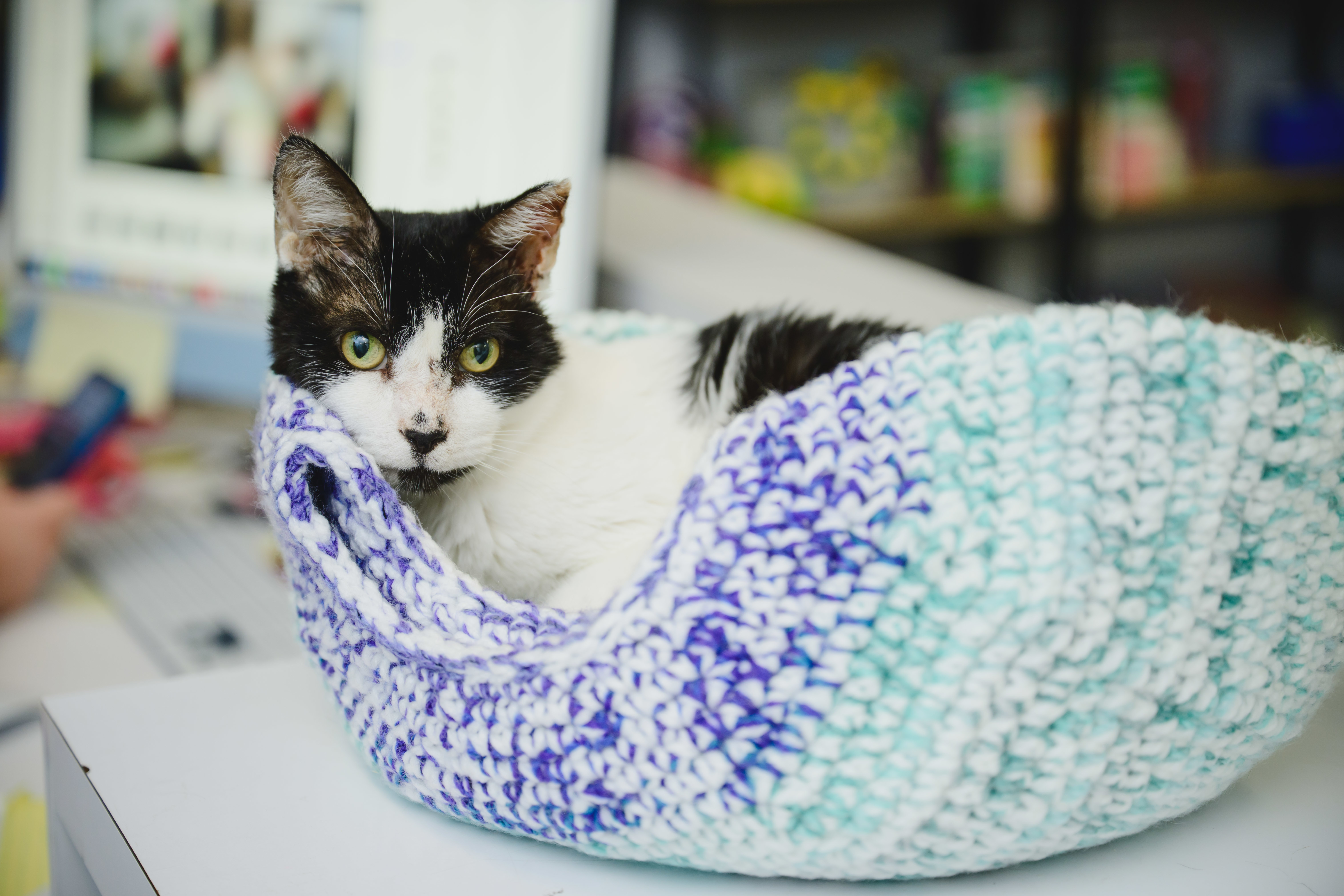 Buddy, an adoptable Domestic Short Hair in Honolulu, HI, 96826 | Photo Image 4