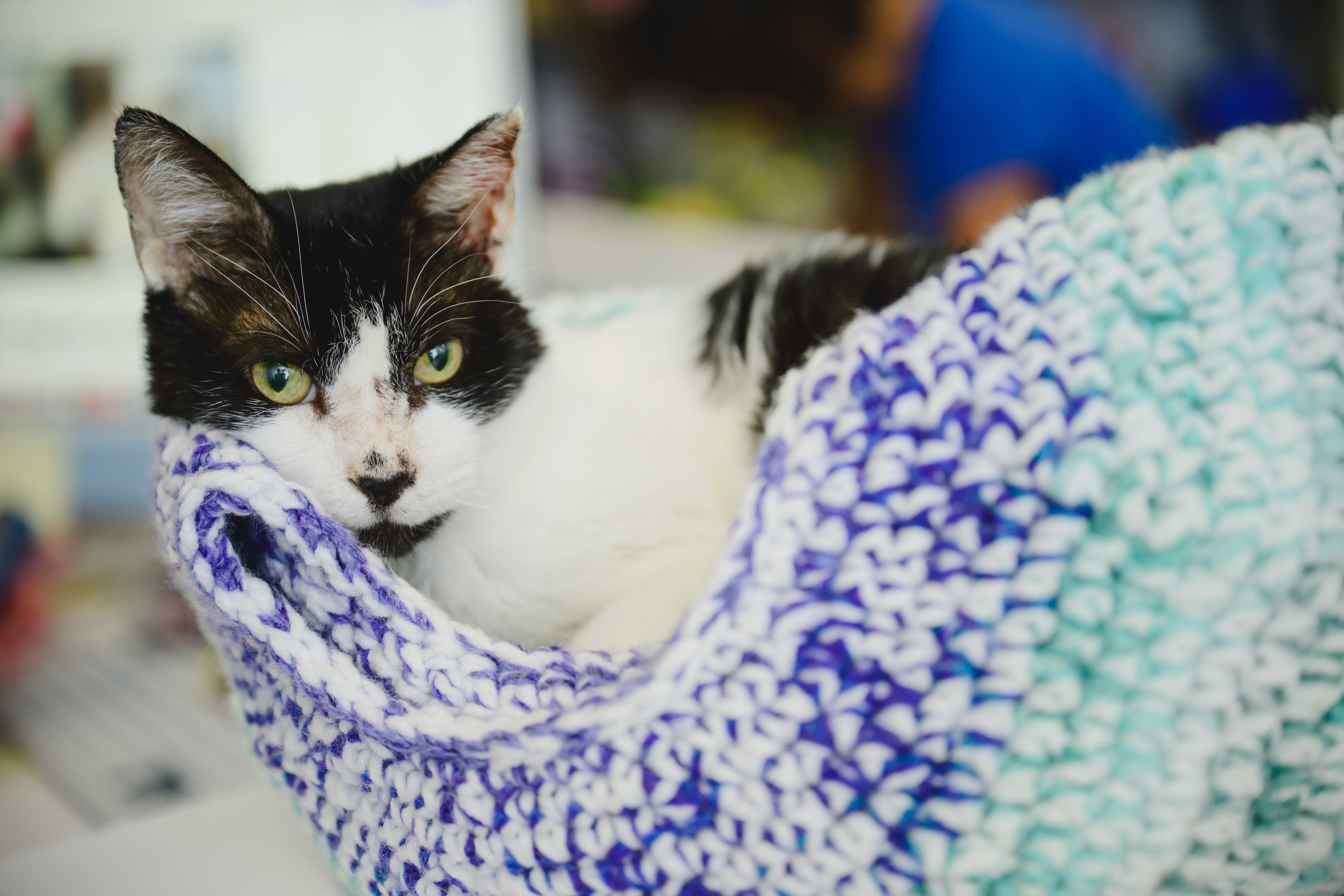 Buddy, an adoptable Domestic Short Hair in Honolulu, HI, 96826 | Photo Image 5