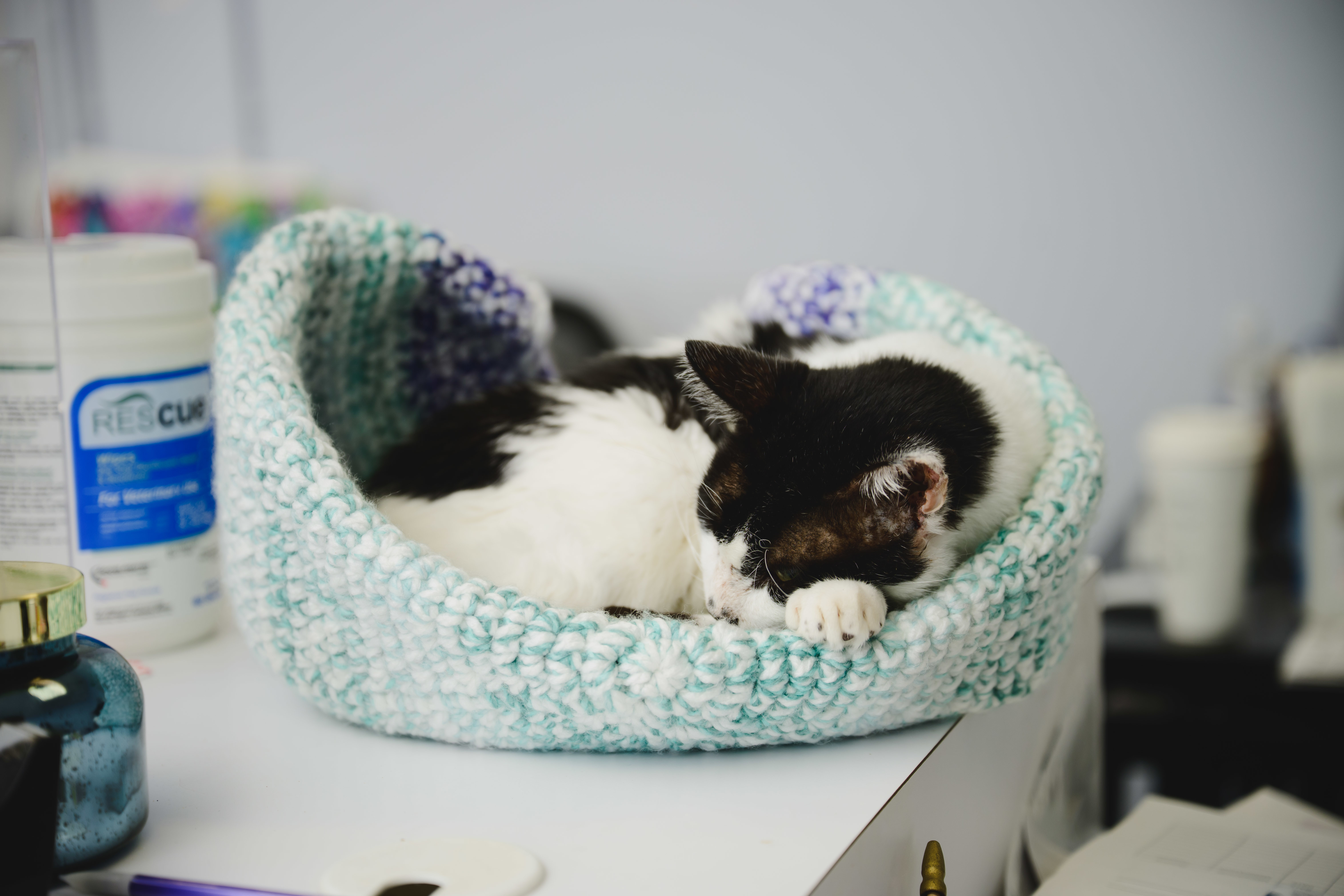 Buddy, an adoptable Domestic Short Hair in Honolulu, HI, 96826 | Photo Image 6