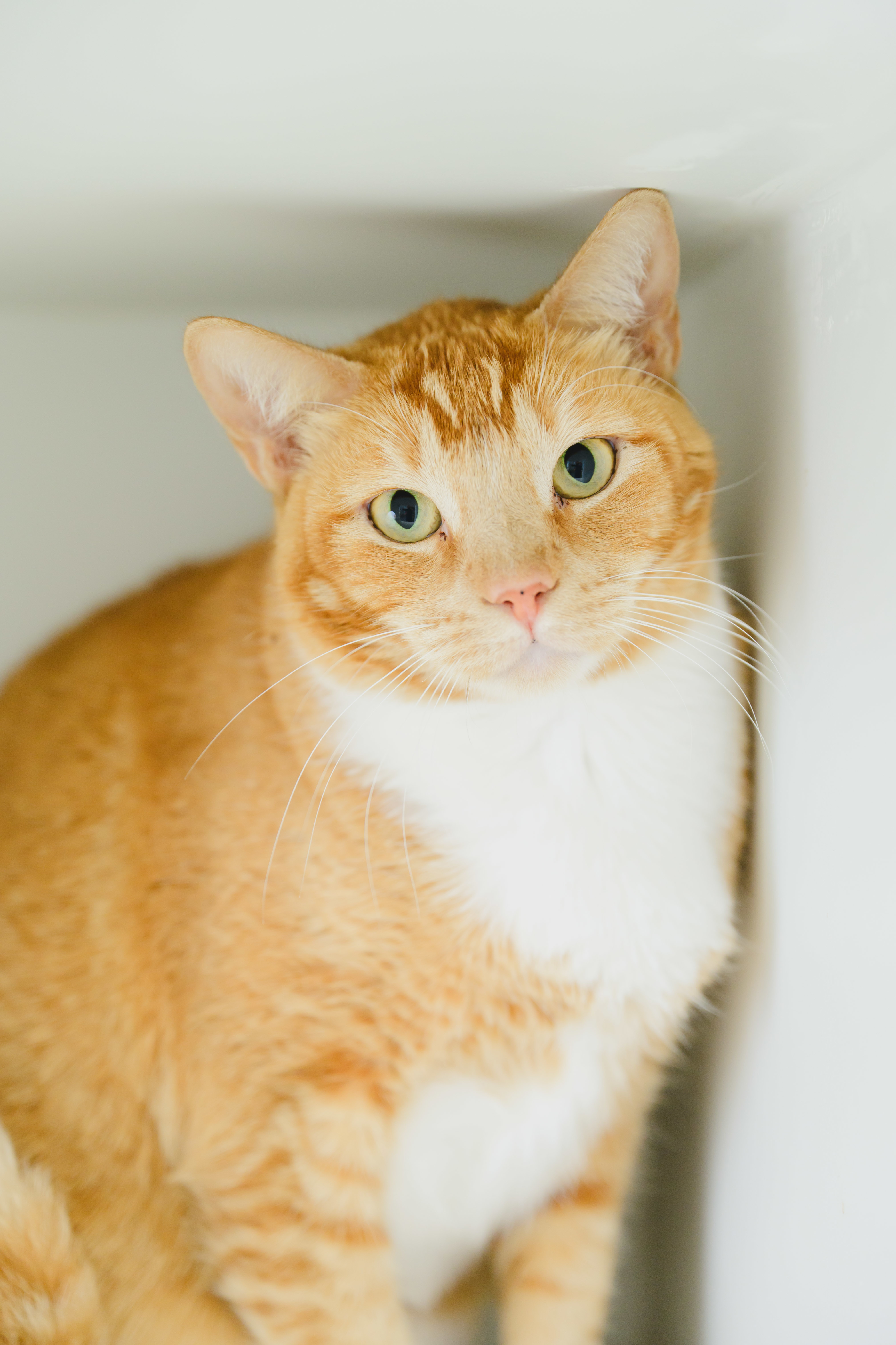 JEFF, an adoptable Domestic Short Hair in Honolulu, HI, 96826 | Photo Image 1
