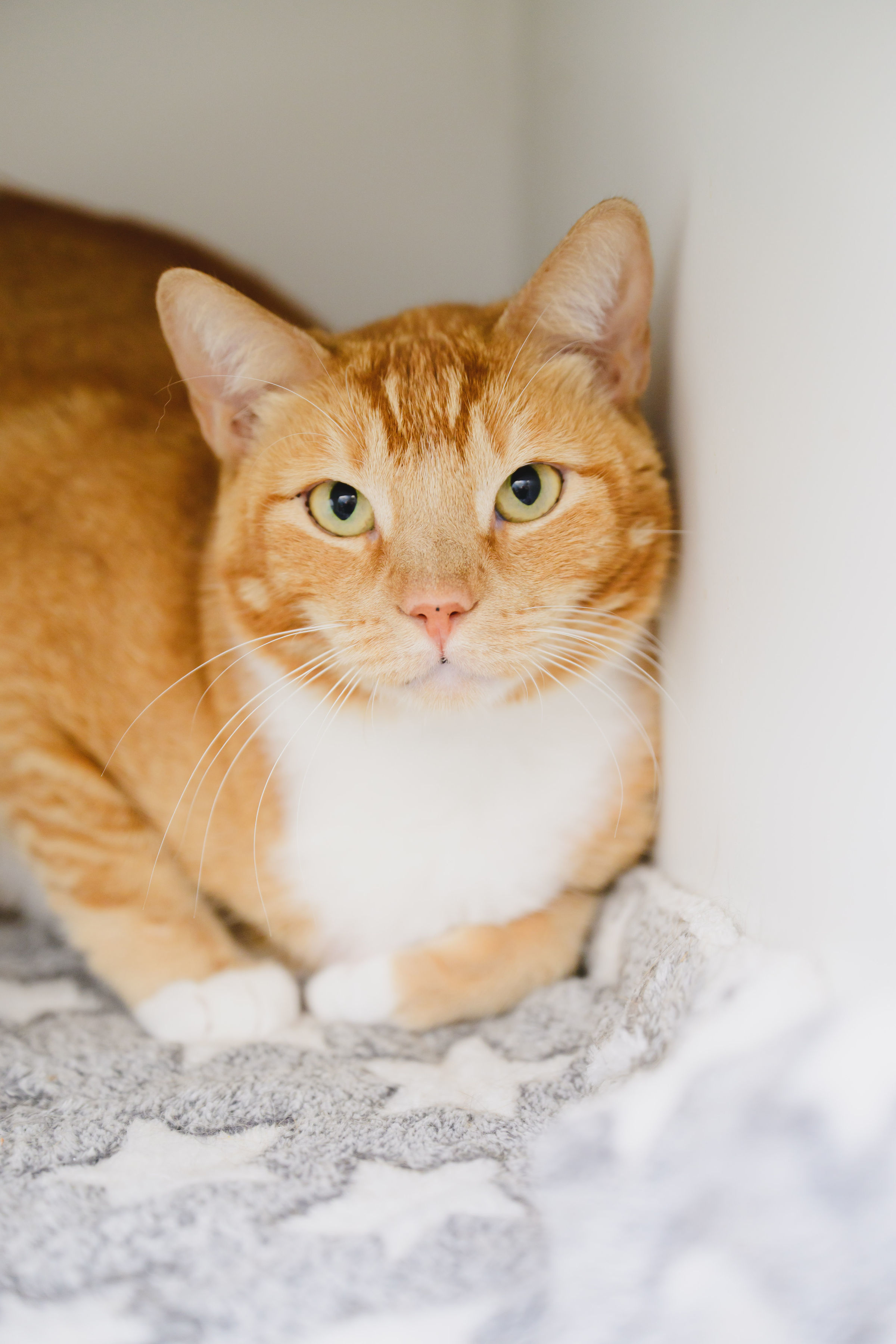 JEFF, an adoptable Domestic Short Hair in Honolulu, HI, 96826 | Photo Image 2