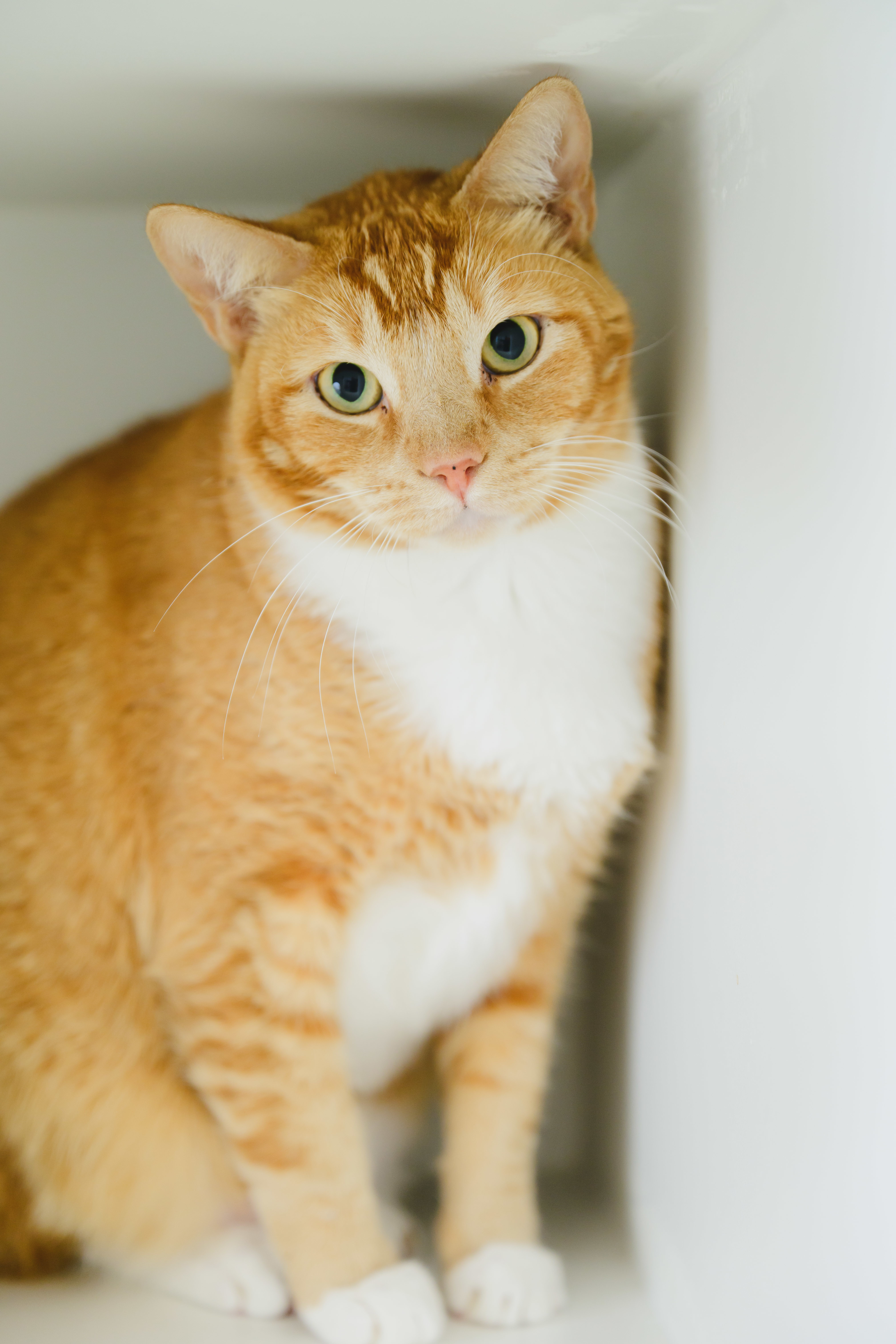 JEFF, an adoptable Domestic Short Hair in Honolulu, HI, 96826 | Photo Image 4
