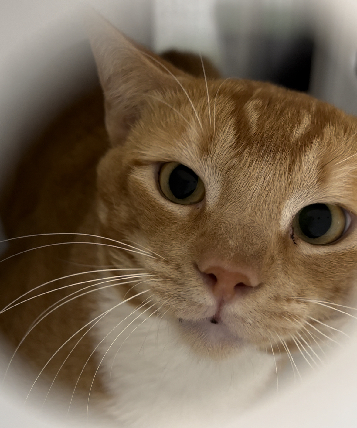 JEFF, an adoptable Domestic Short Hair in Honolulu, HI, 96826 | Photo Image 5