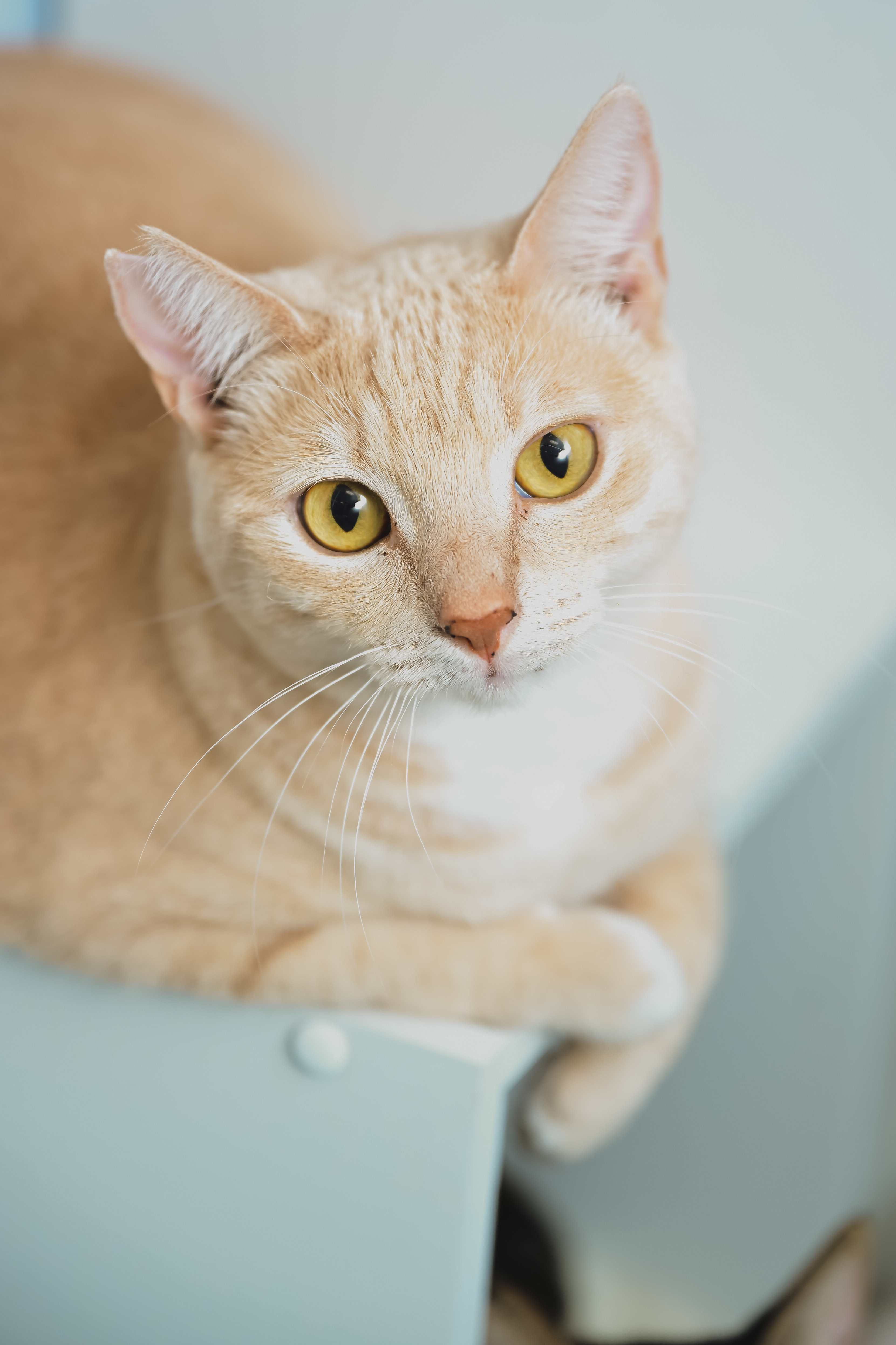 Cream Puff, an adoptable Domestic Short Hair in Honolulu, HI, 96826 | Photo Image 1