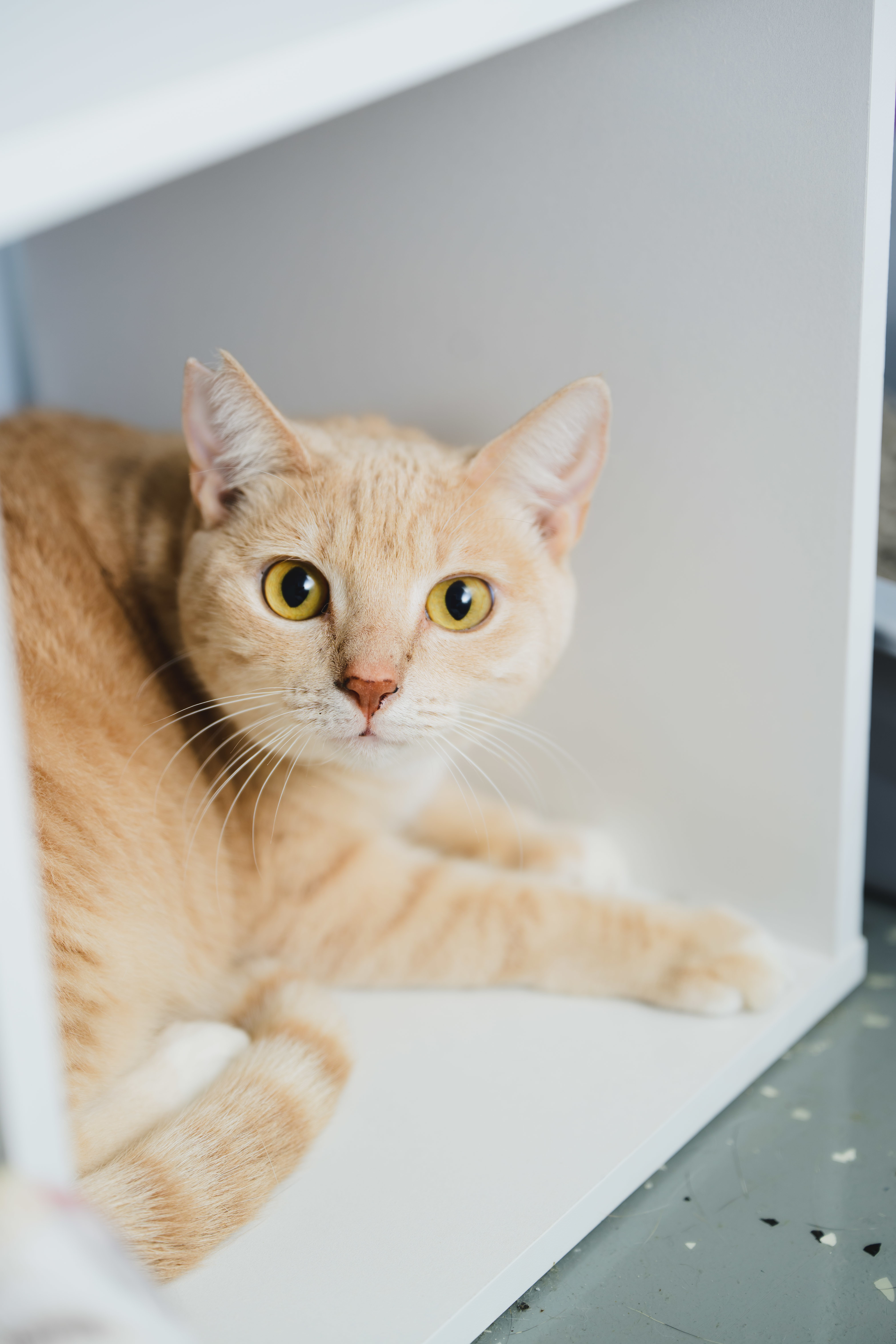 Cream Puff, an adoptable Domestic Short Hair in Honolulu, HI, 96826 | Photo Image 2