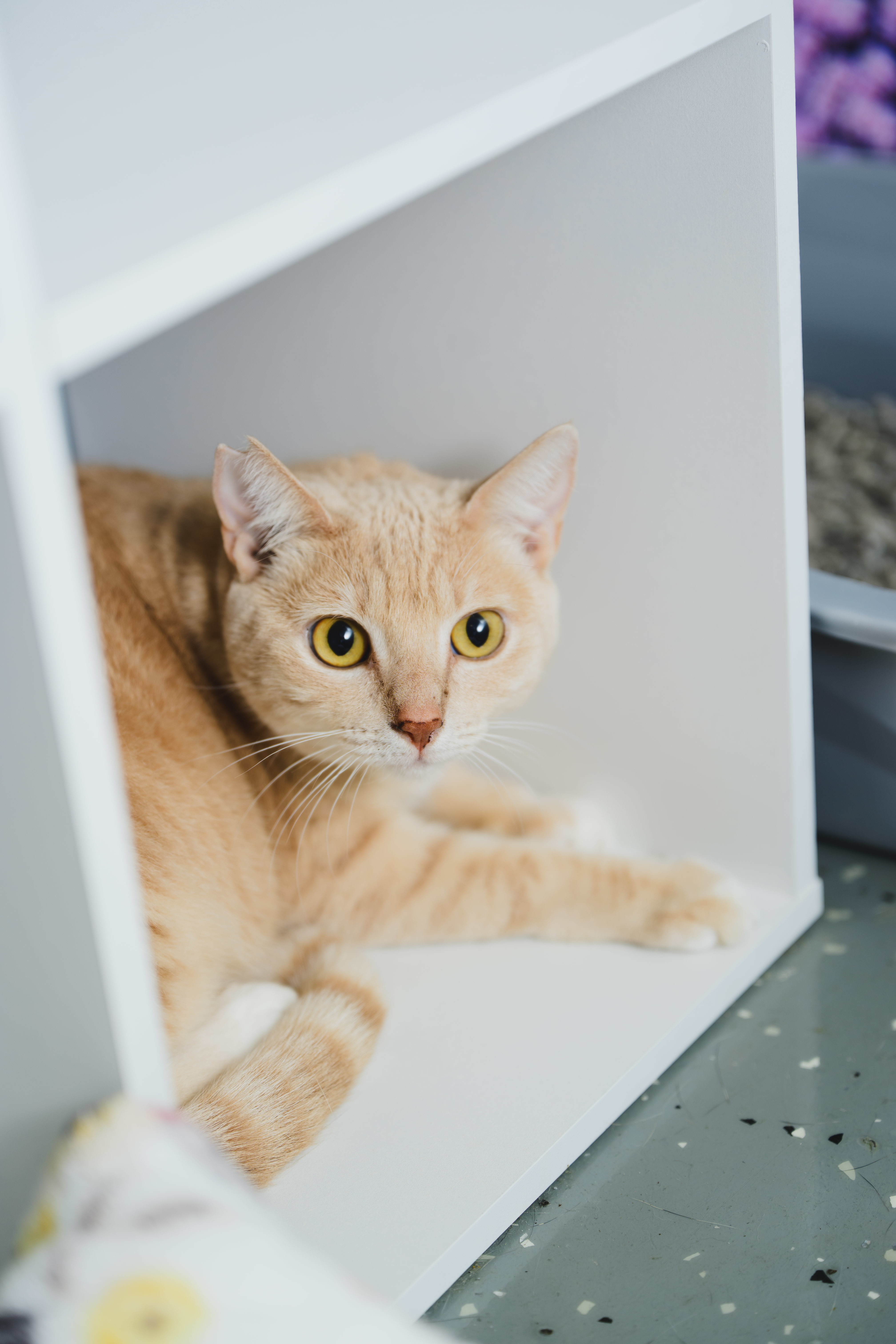 Cream Puff, an adoptable Domestic Short Hair in Honolulu, HI, 96826 | Photo Image 3
