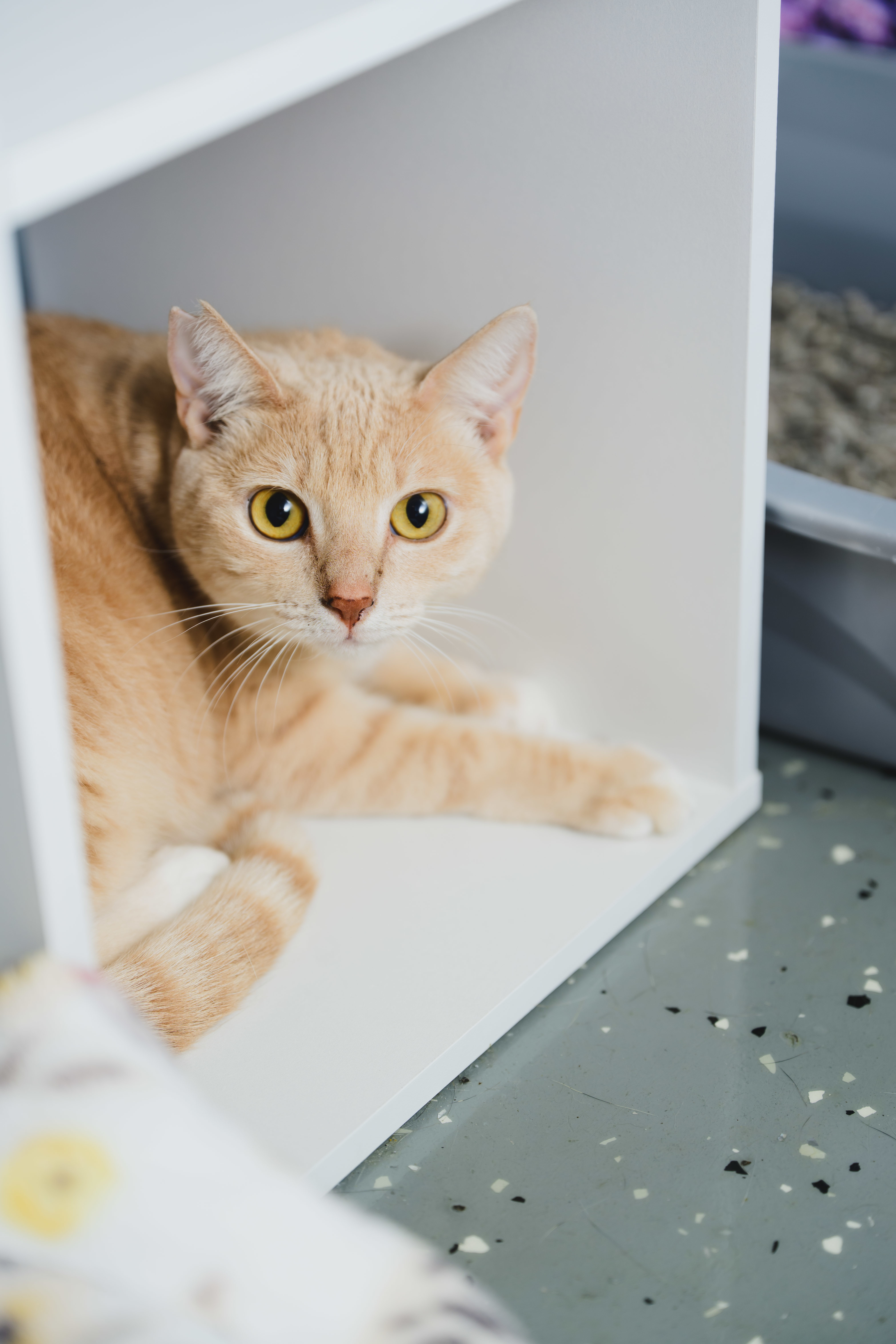 Cream Puff, an adoptable Domestic Short Hair in Honolulu, HI, 96826 | Photo Image 4
