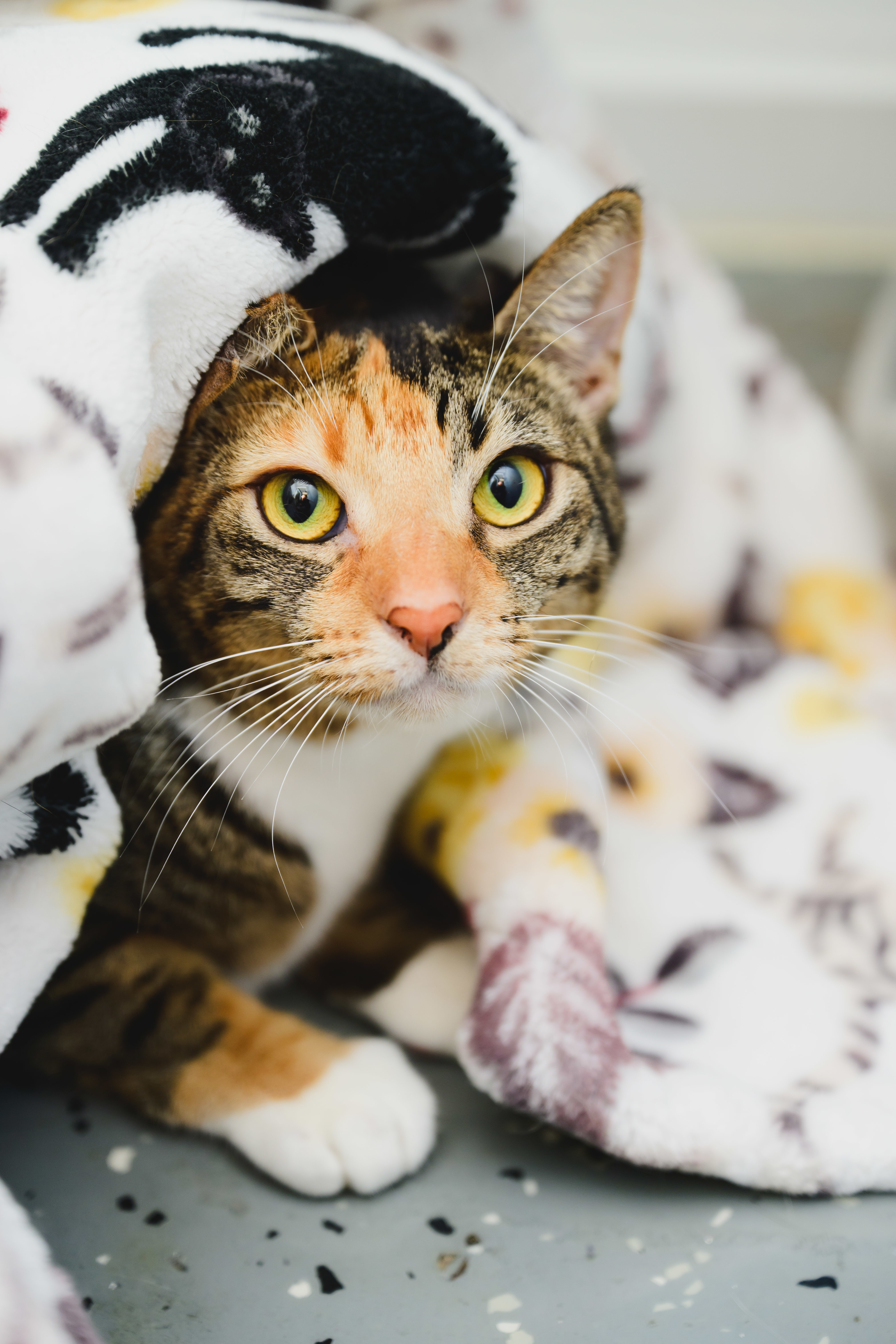 Tiramisu, an adoptable Domestic Short Hair in Honolulu, HI, 96826 | Photo Image 1