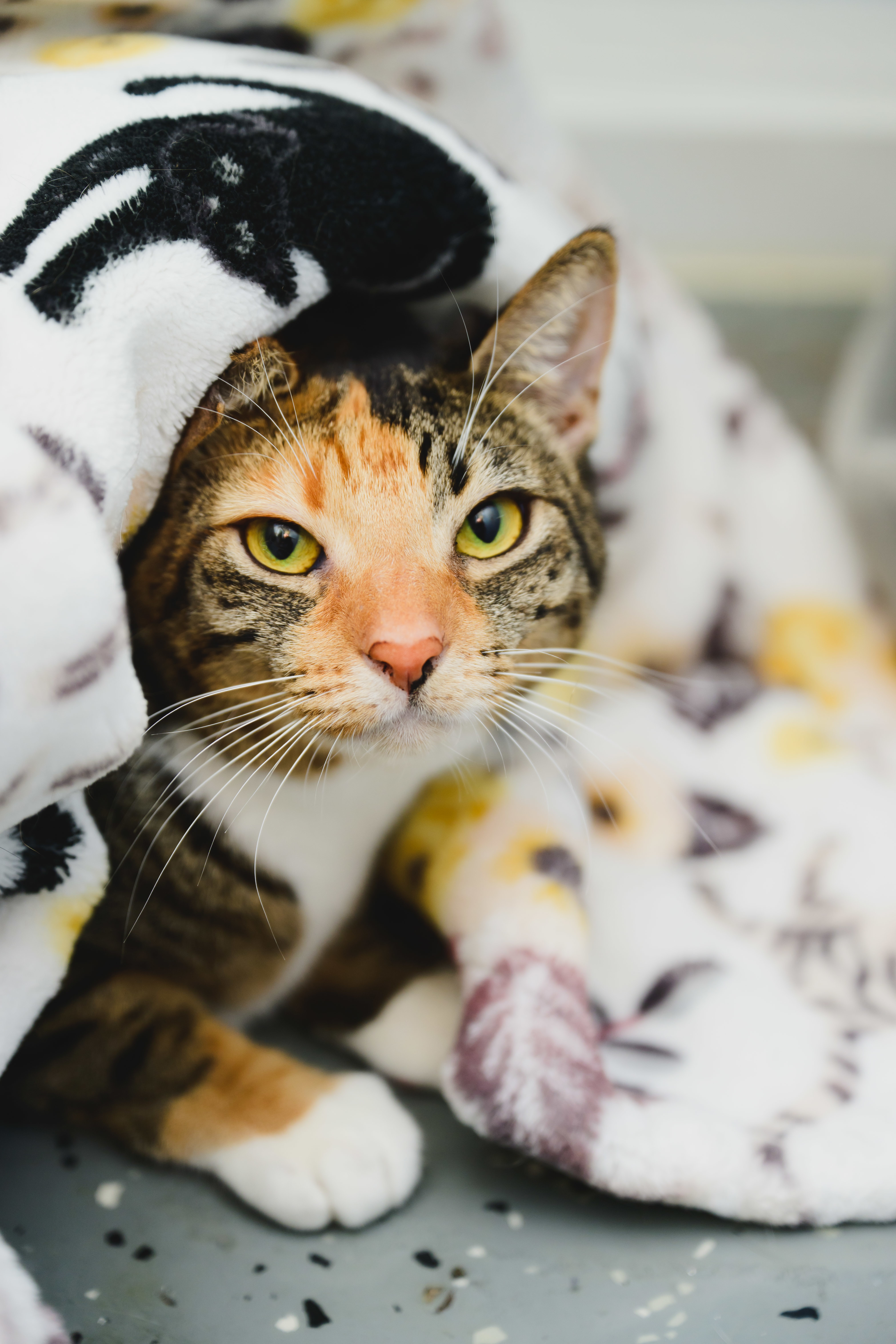 Tiramisu, an adoptable Domestic Short Hair in Honolulu, HI, 96826 | Photo Image 2
