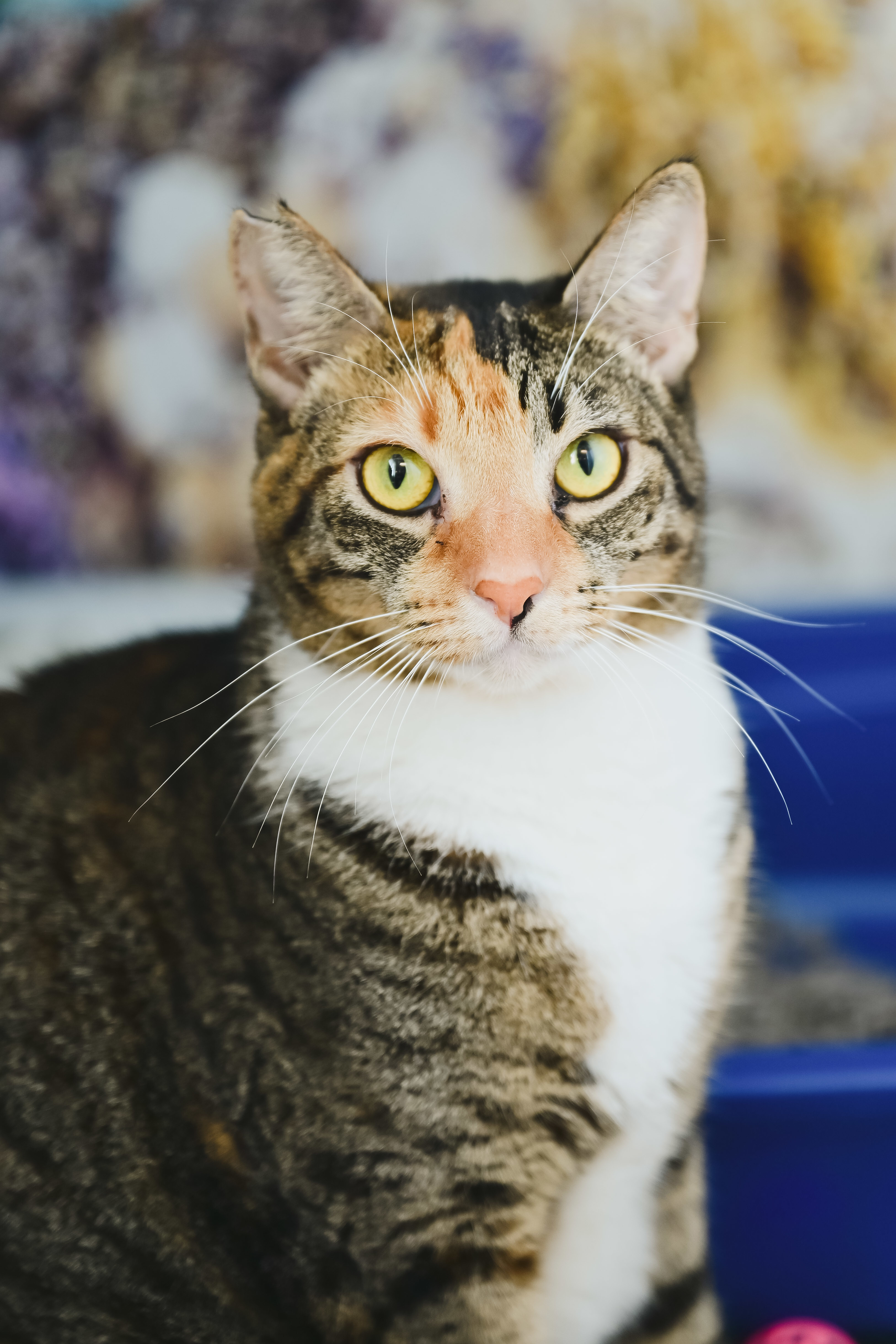 Tiramisu, an adoptable Domestic Short Hair in Honolulu, HI, 96826 | Photo Image 3