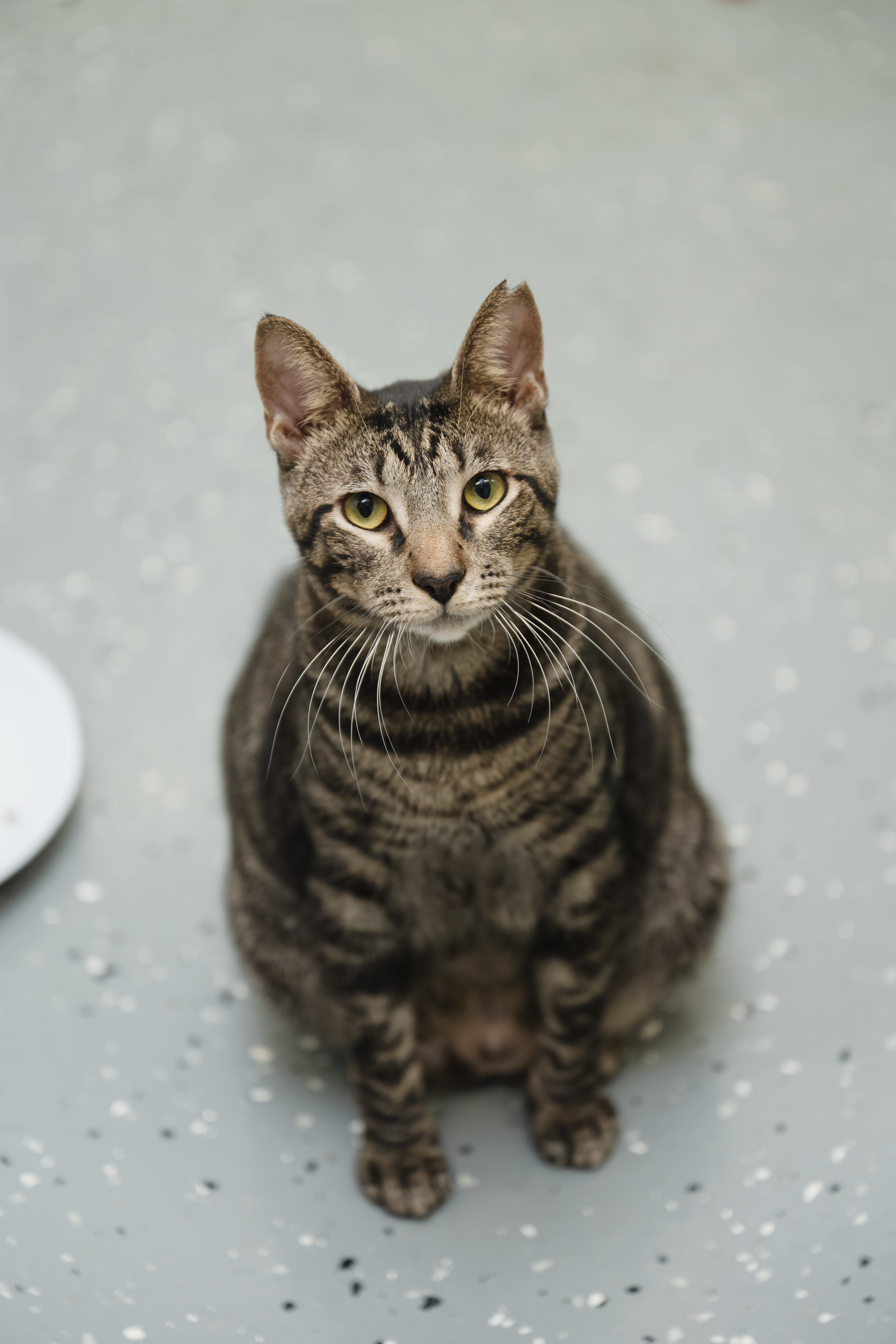 Nibbs, an adoptable Domestic Short Hair in Honolulu, HI, 96826 | Photo Image 1