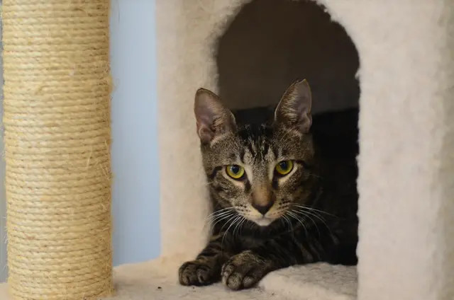 Nibbs, an adoptable Domestic Short Hair in Honolulu, HI, 96826 | Photo Image 2