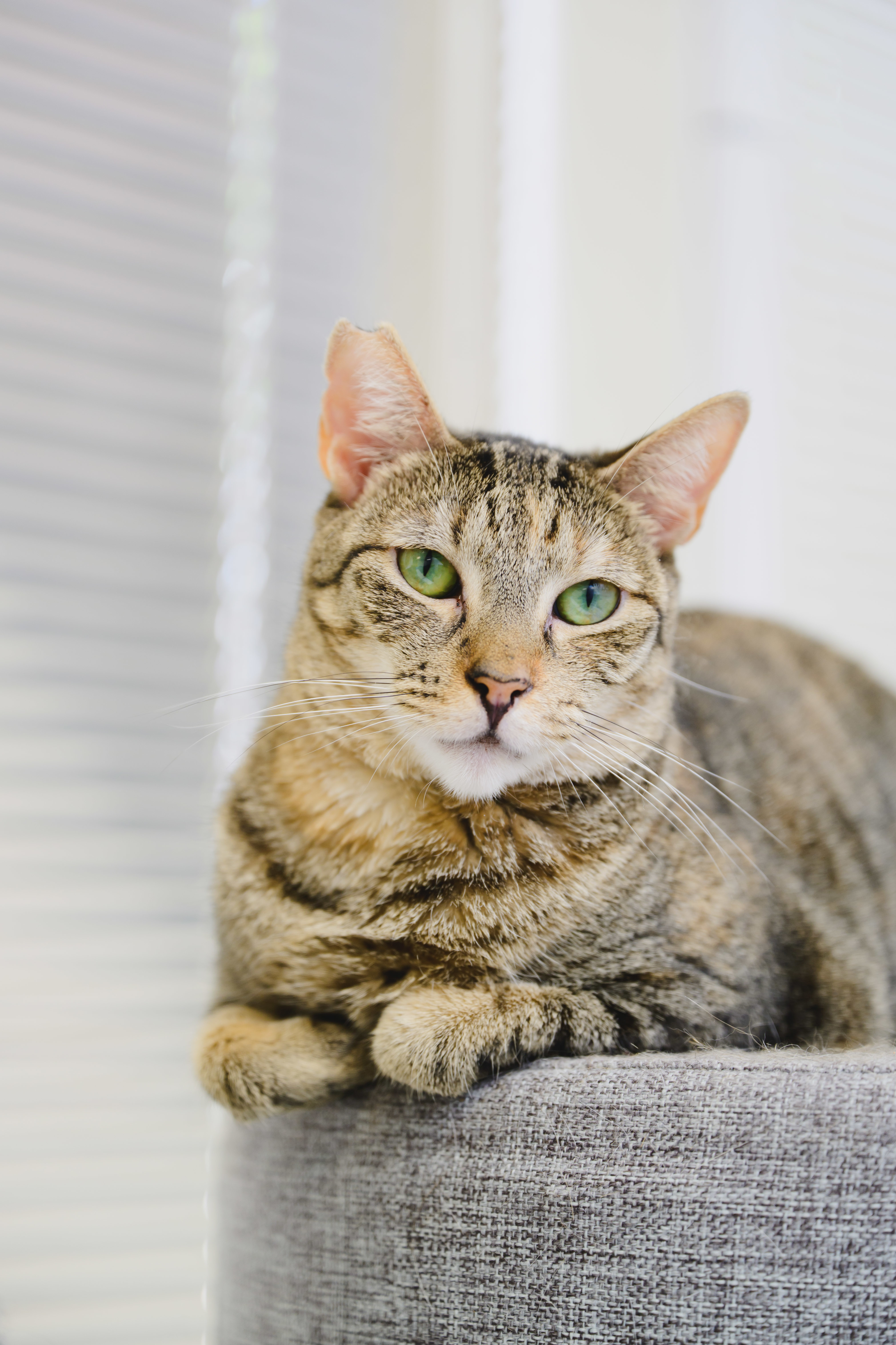 Roshely, an adoptable Domestic Short Hair in Honolulu, HI, 96826 | Photo Image 1