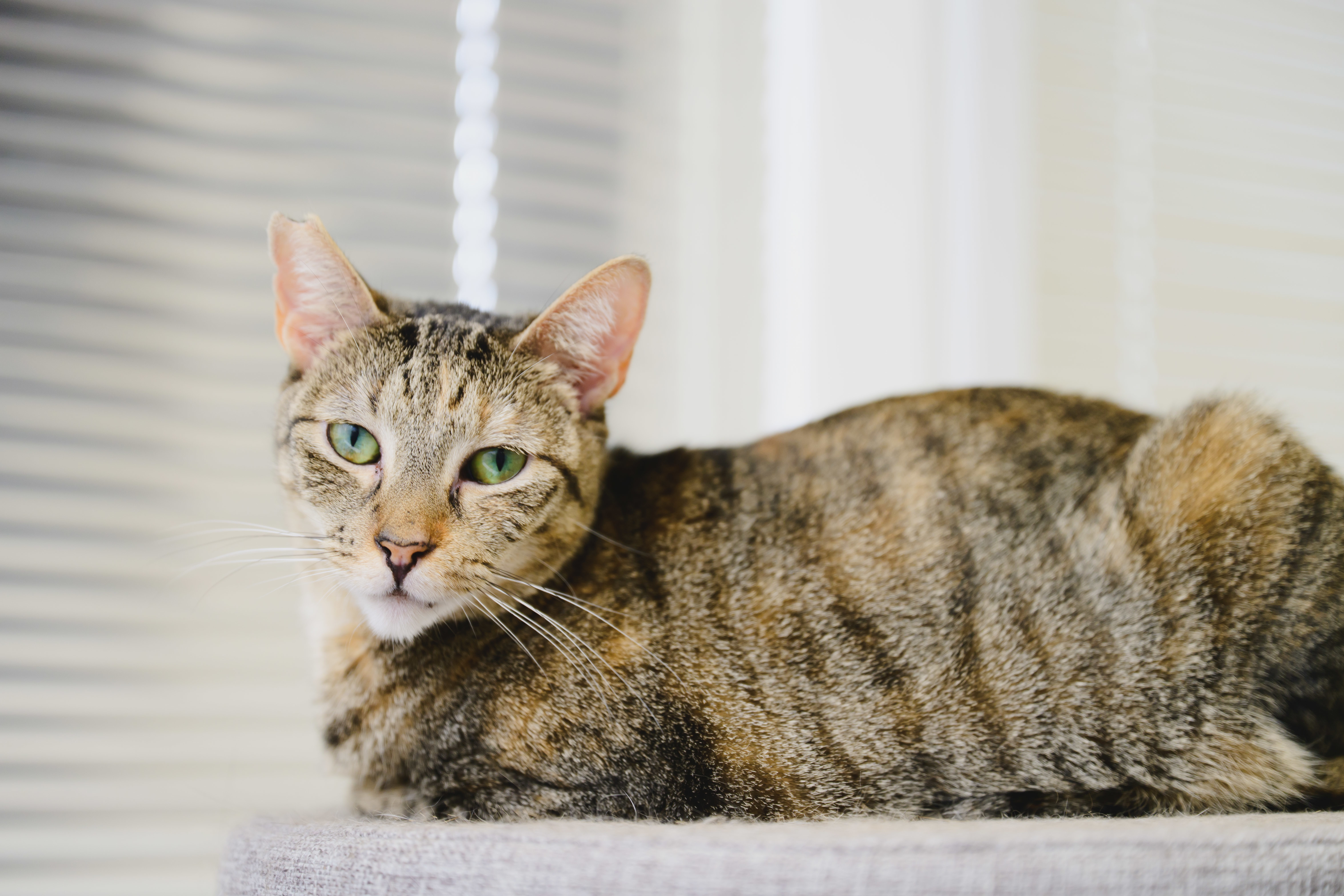 Roshely, an adoptable Domestic Short Hair in Honolulu, HI, 96826 | Photo Image 2