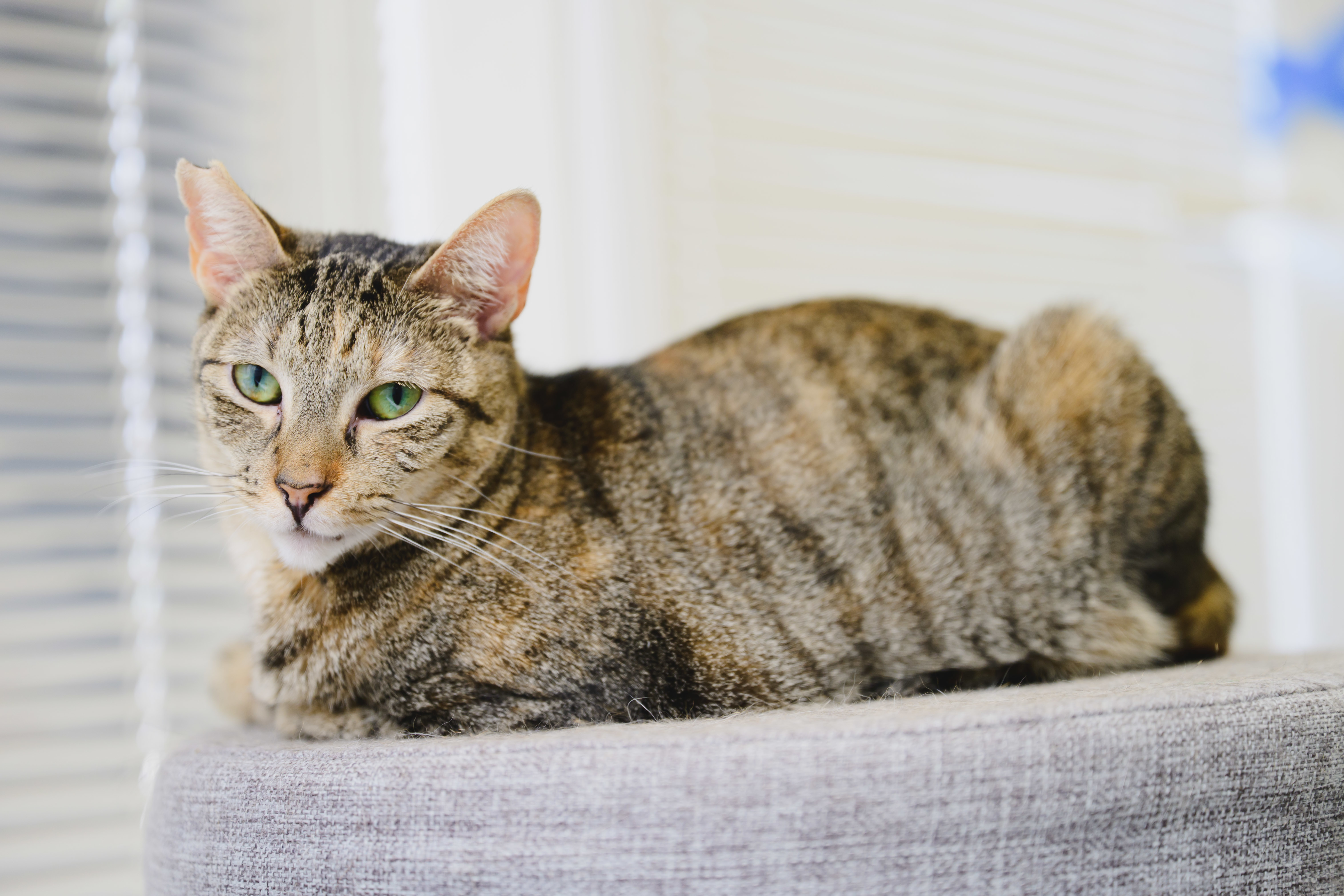Roshely, an adoptable Domestic Short Hair in Honolulu, HI, 96826 | Photo Image 3