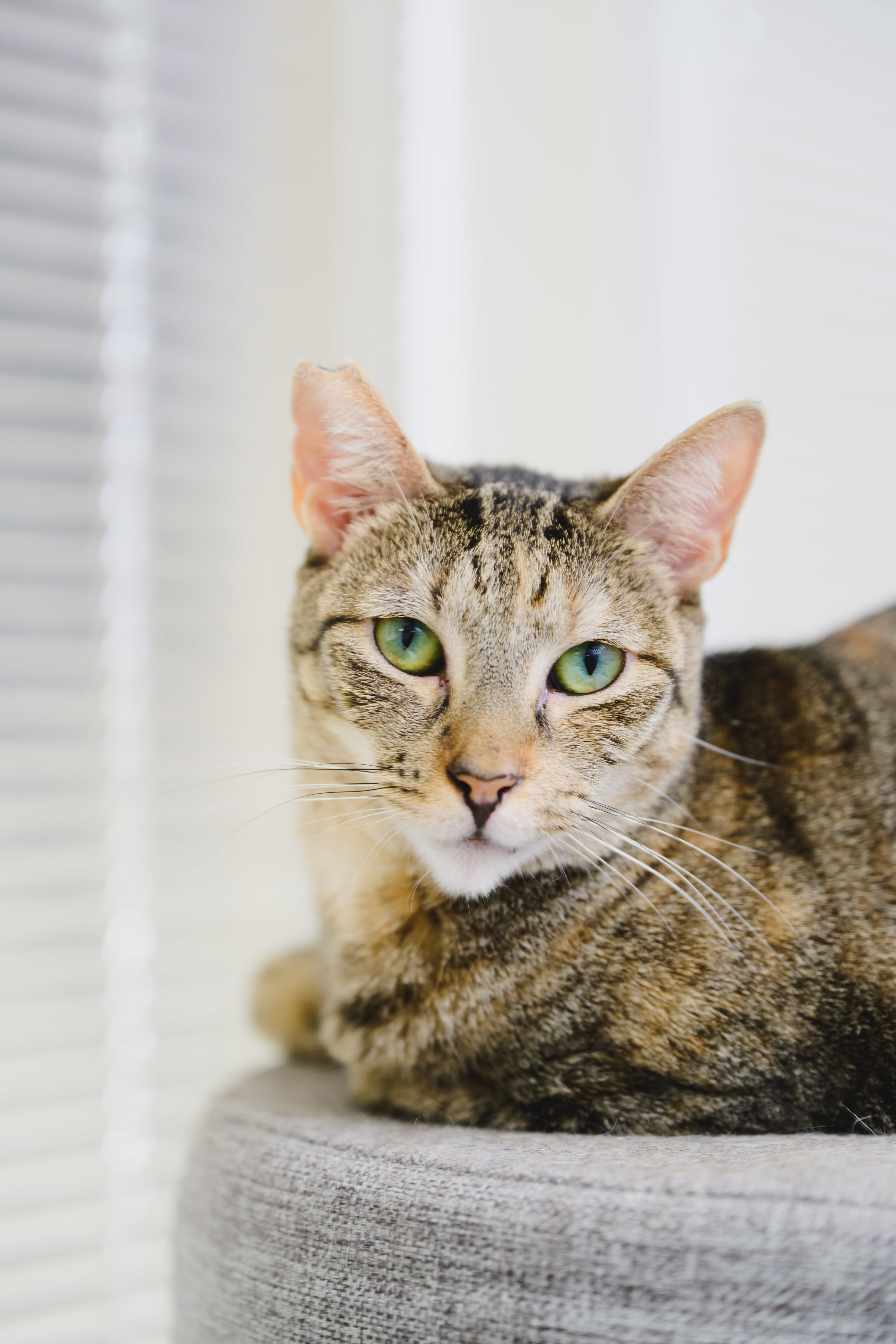 Roshely, an adoptable Domestic Short Hair in Honolulu, HI, 96826 | Photo Image 4