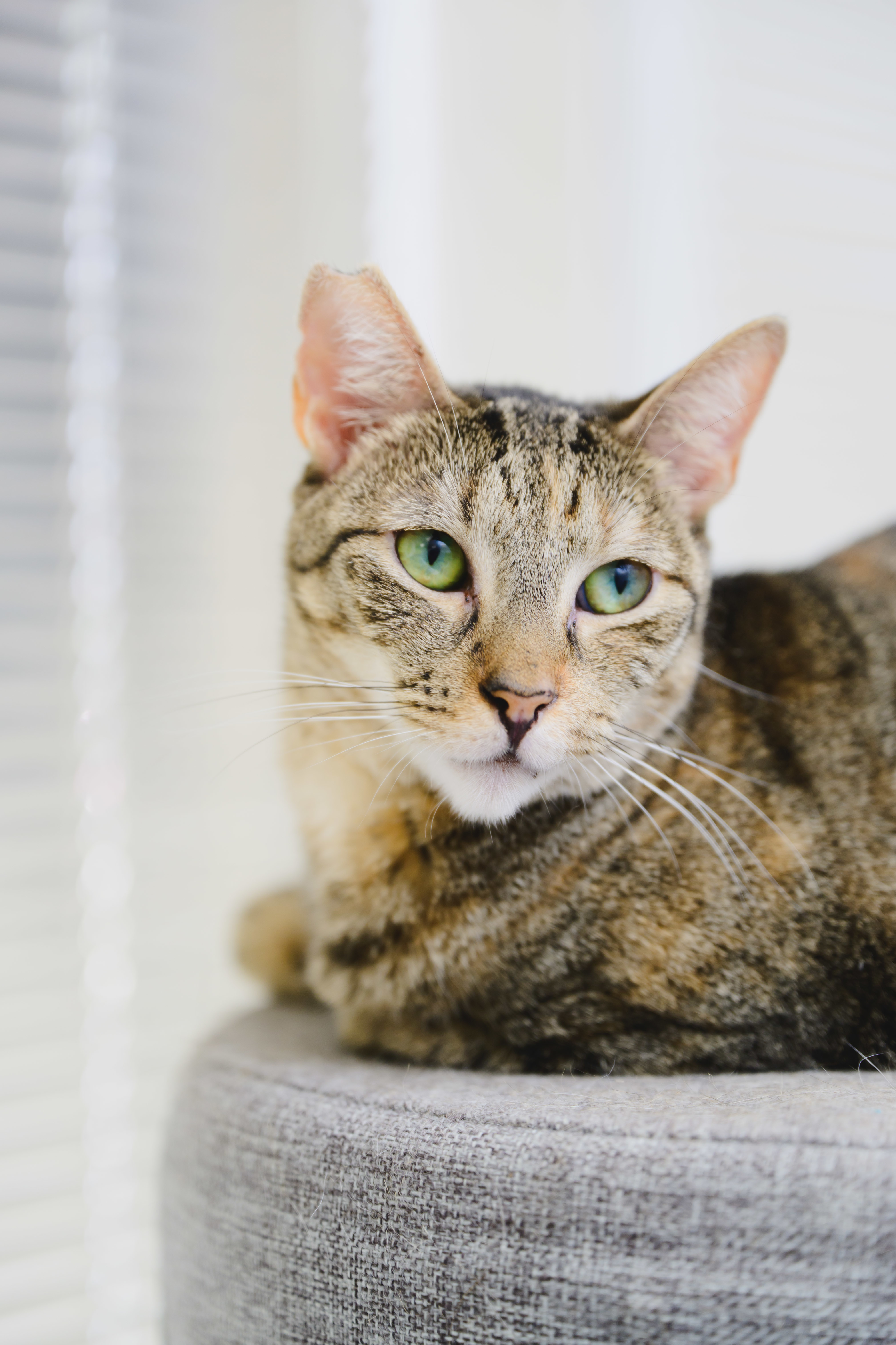 Roshely, an adoptable Domestic Short Hair in Honolulu, HI, 96826 | Photo Image 5