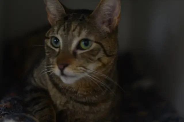 Roshely, an adoptable Domestic Short Hair in Honolulu, HI, 96826 | Photo Image 6