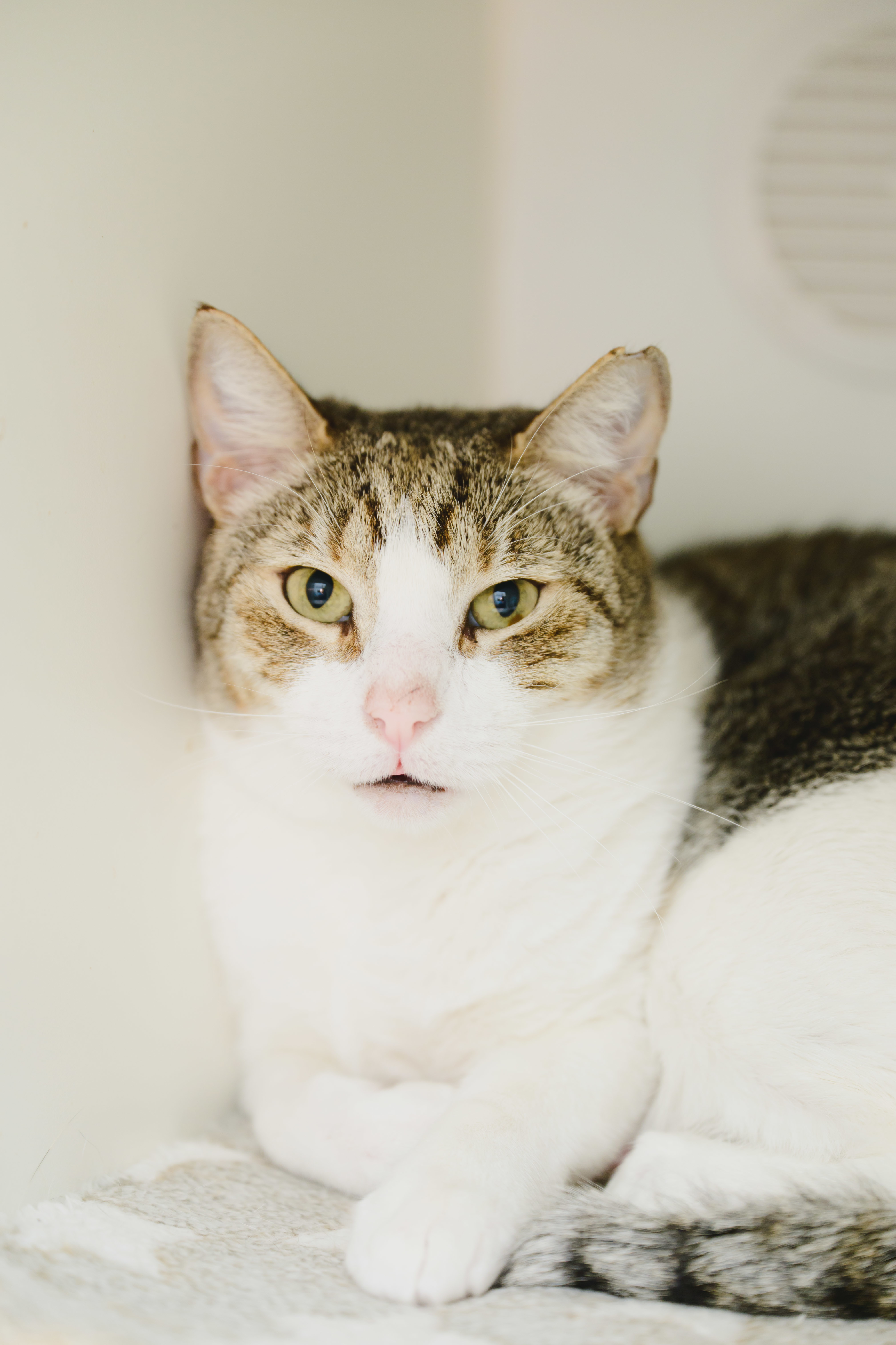 Sushi, an adoptable Domestic Short Hair in Honolulu, HI, 96826 | Photo Image 1