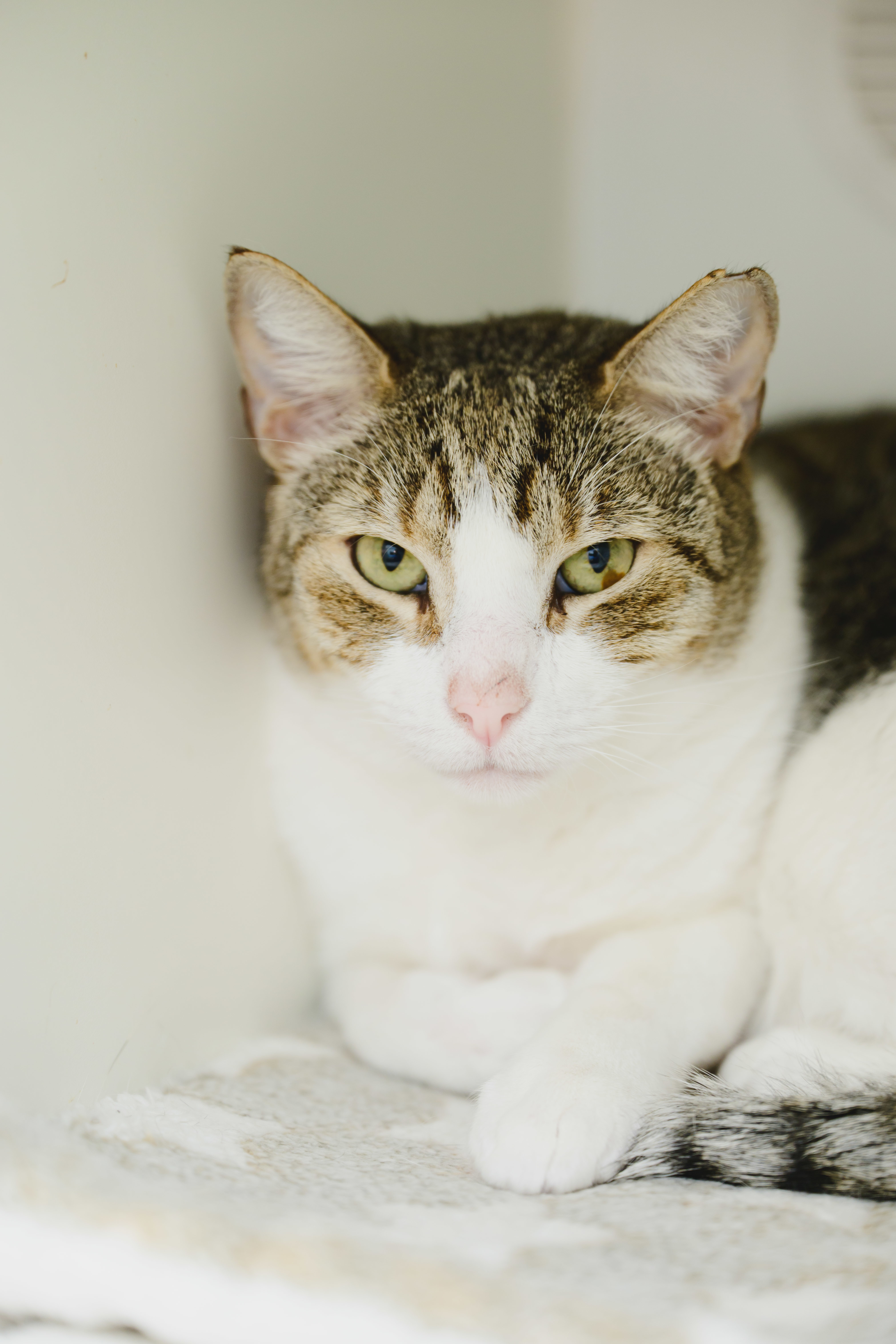 Sushi, an adoptable Domestic Short Hair in Honolulu, HI, 96826 | Photo Image 2