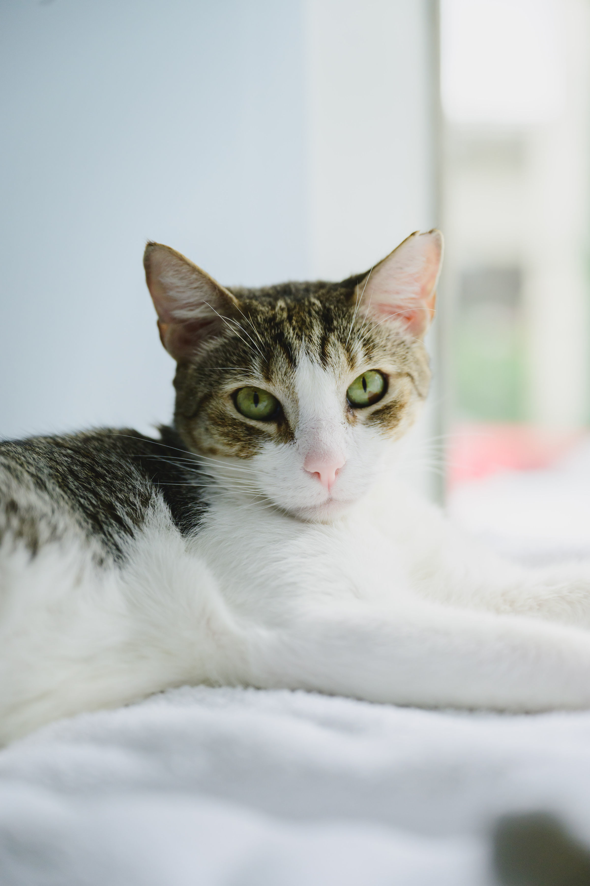 Sushi, an adoptable Domestic Short Hair in Honolulu, HI, 96826 | Photo Image 3