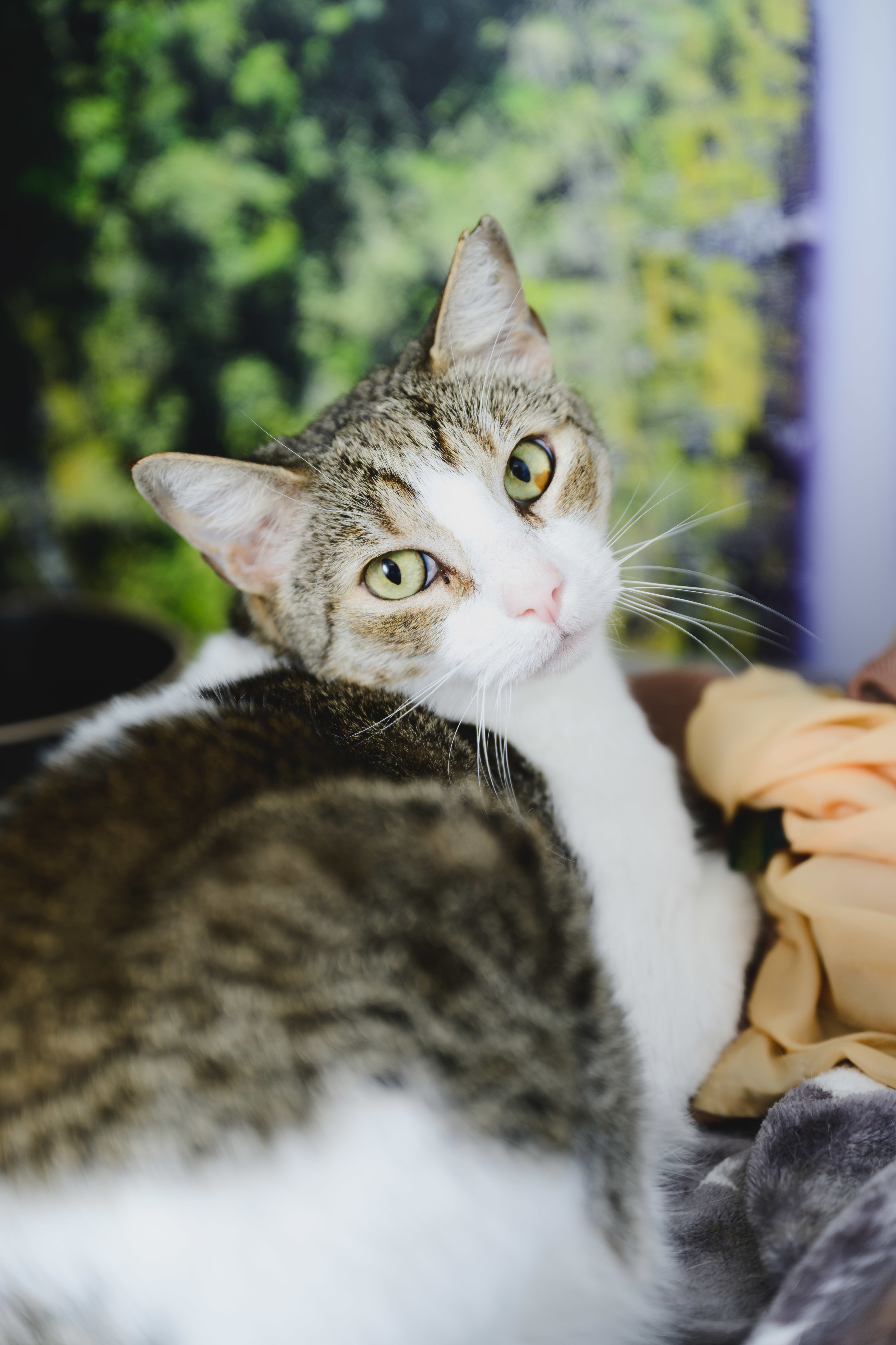 Sushi, an adoptable Domestic Short Hair in Honolulu, HI, 96826 | Photo Image 4