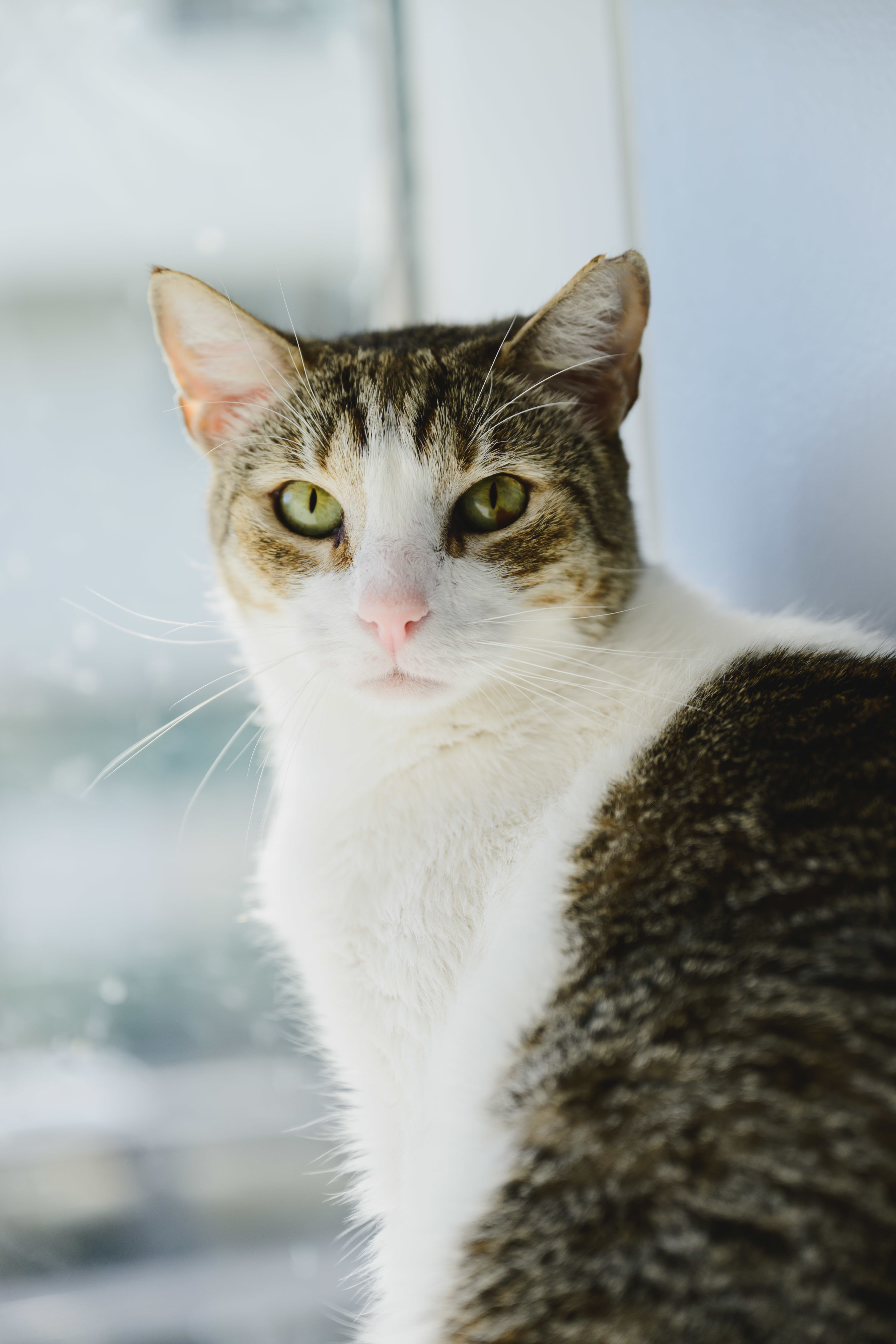 Sushi, an adoptable Domestic Short Hair in Honolulu, HI, 96826 | Photo Image 5