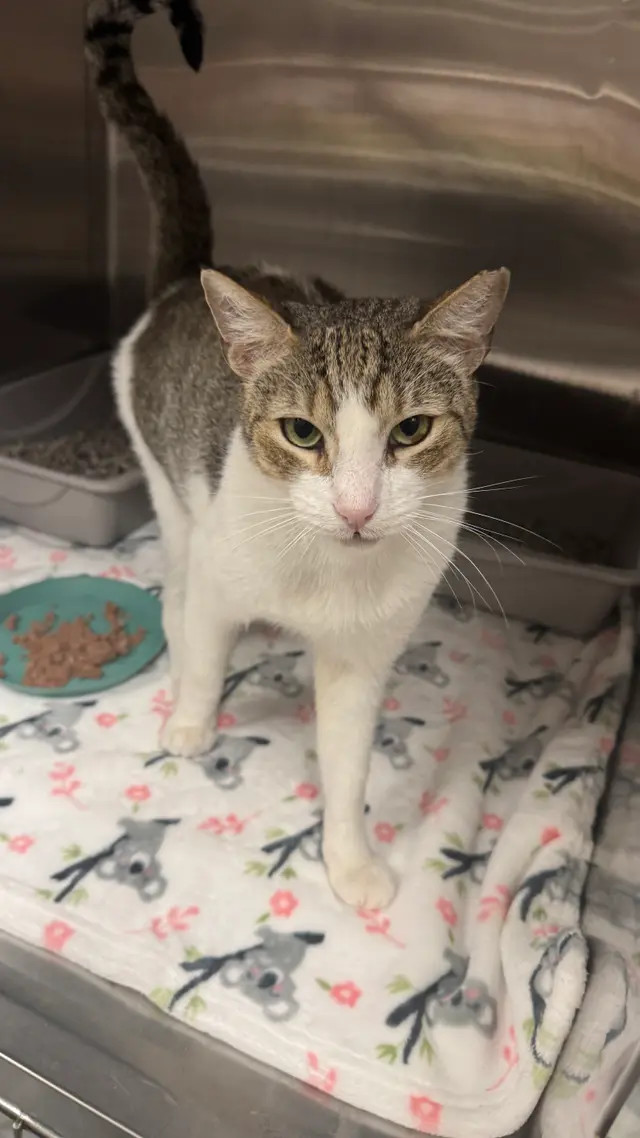 Sushi, an adoptable Domestic Short Hair in Honolulu, HI, 96826 | Photo Image 6