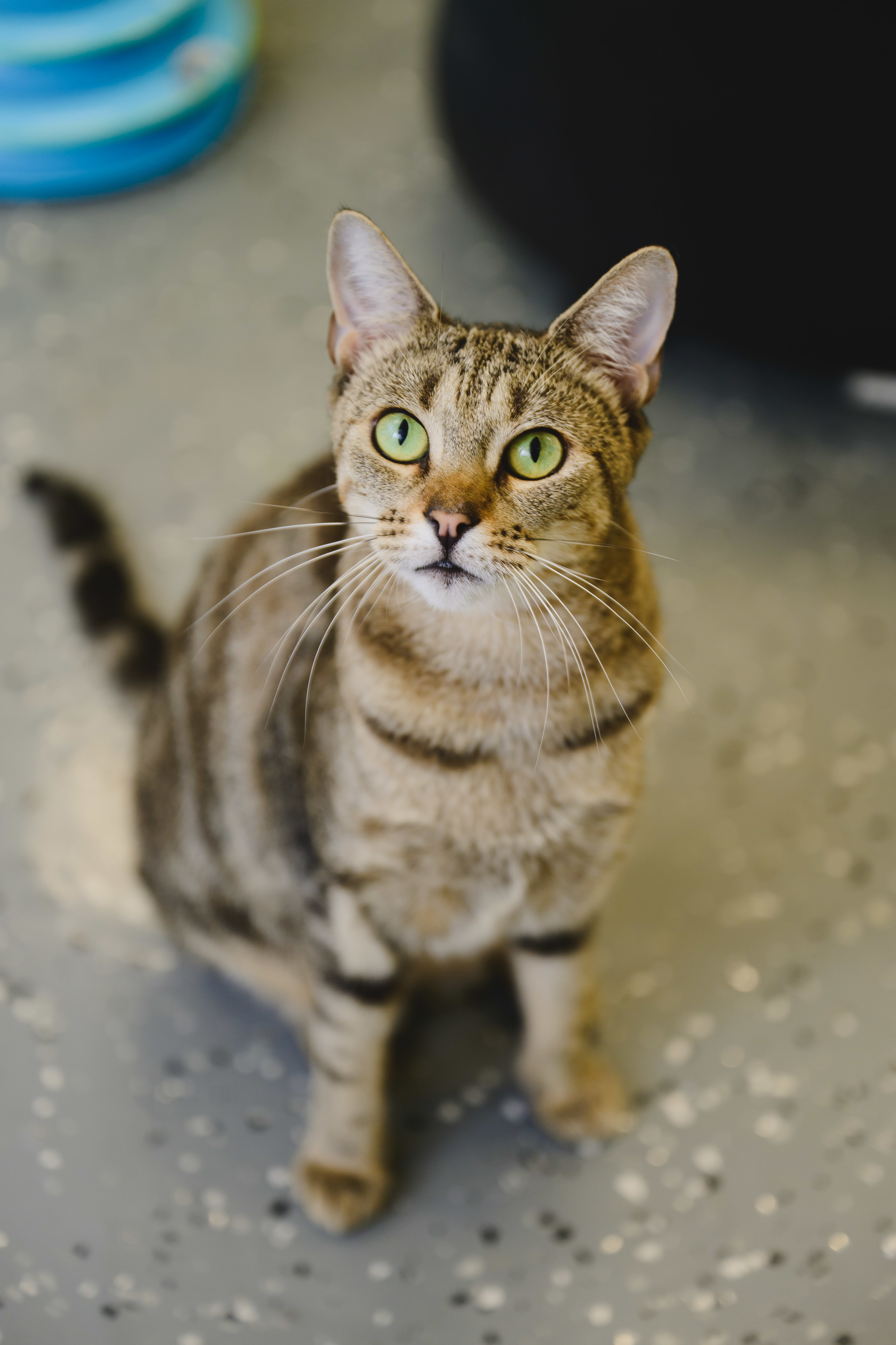 Ku'uipo, an adoptable Domestic Short Hair in Honolulu, HI, 96826 | Photo Image 1