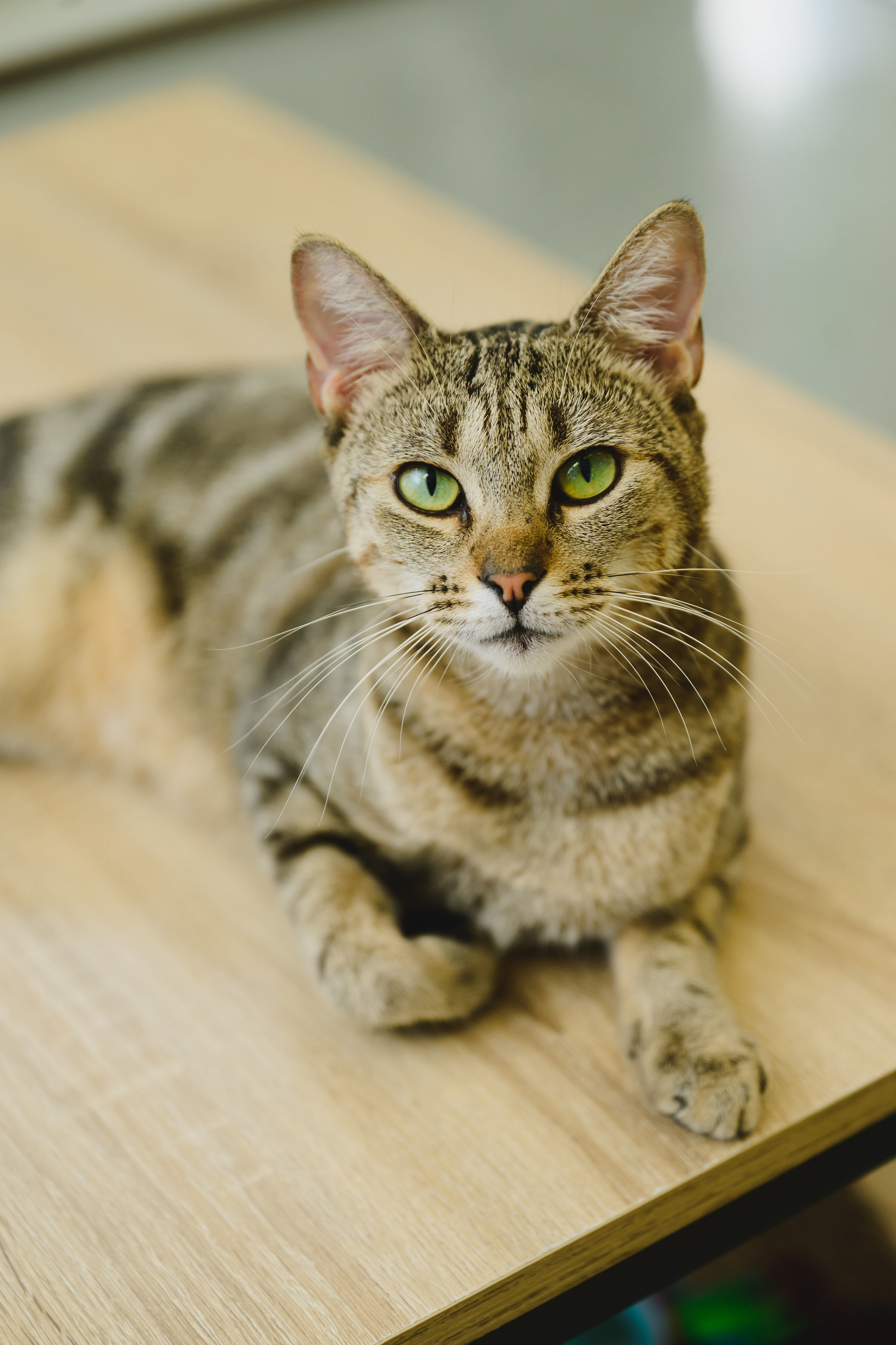 Ku'uipo, an adoptable Domestic Short Hair in Honolulu, HI, 96826 | Photo Image 2