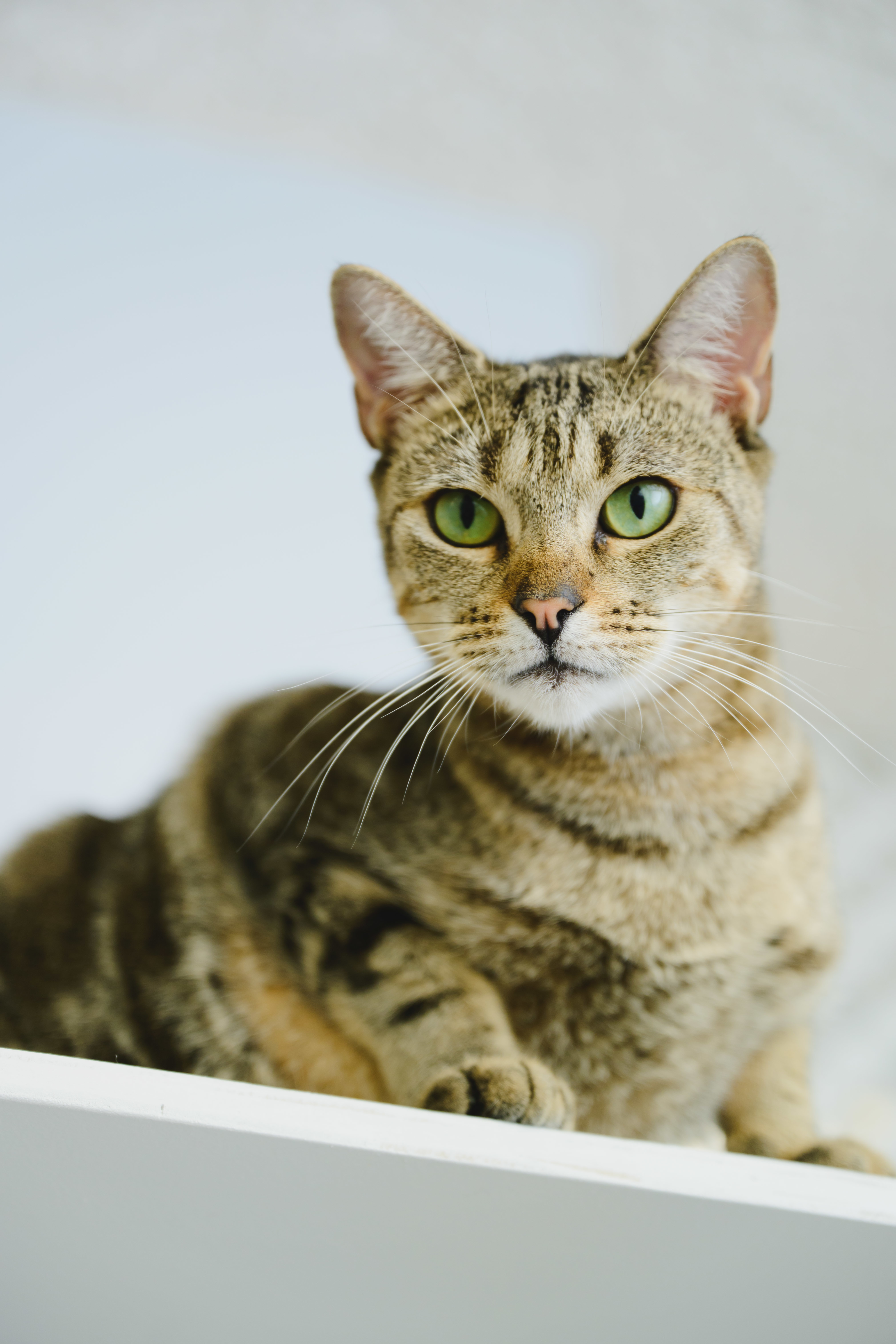 Ku'uipo, an adoptable Domestic Short Hair in Honolulu, HI, 96826 | Photo Image 3