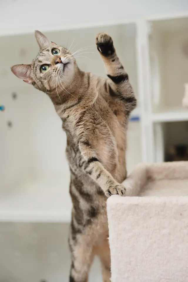 Ku'uipo, an adoptable Domestic Short Hair in Honolulu, HI, 96826 | Photo Image 4