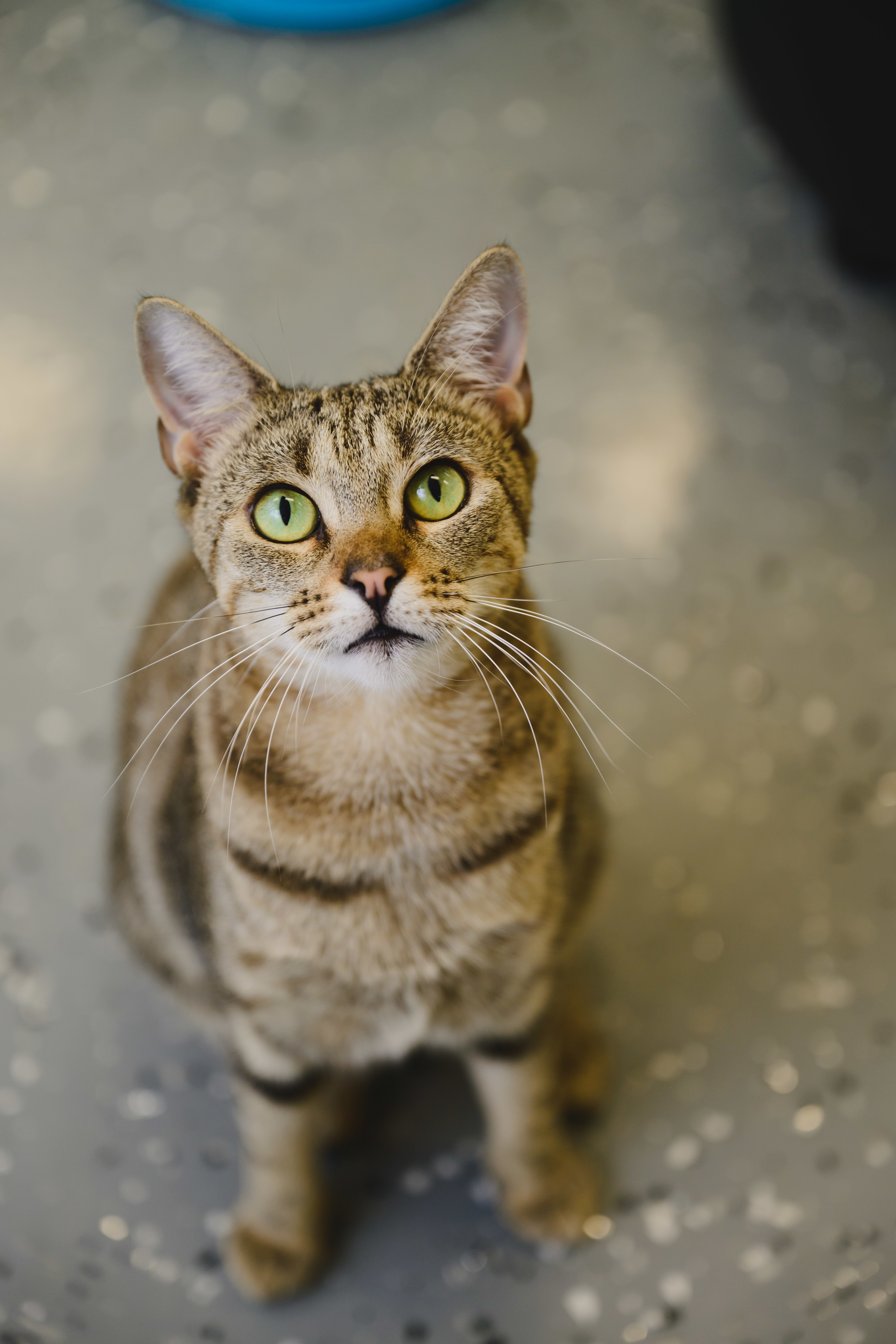 Ku'uipo, an adoptable Domestic Short Hair in Honolulu, HI, 96826 | Photo Image 5