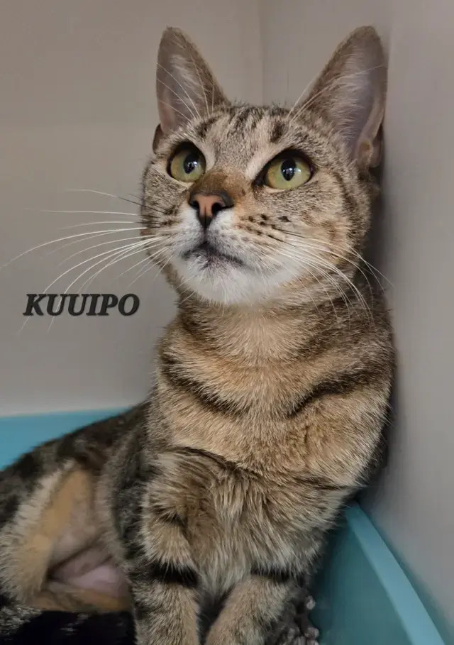 Ku'uipo, an adoptable Domestic Short Hair in Honolulu, HI, 96826 | Photo Image 6