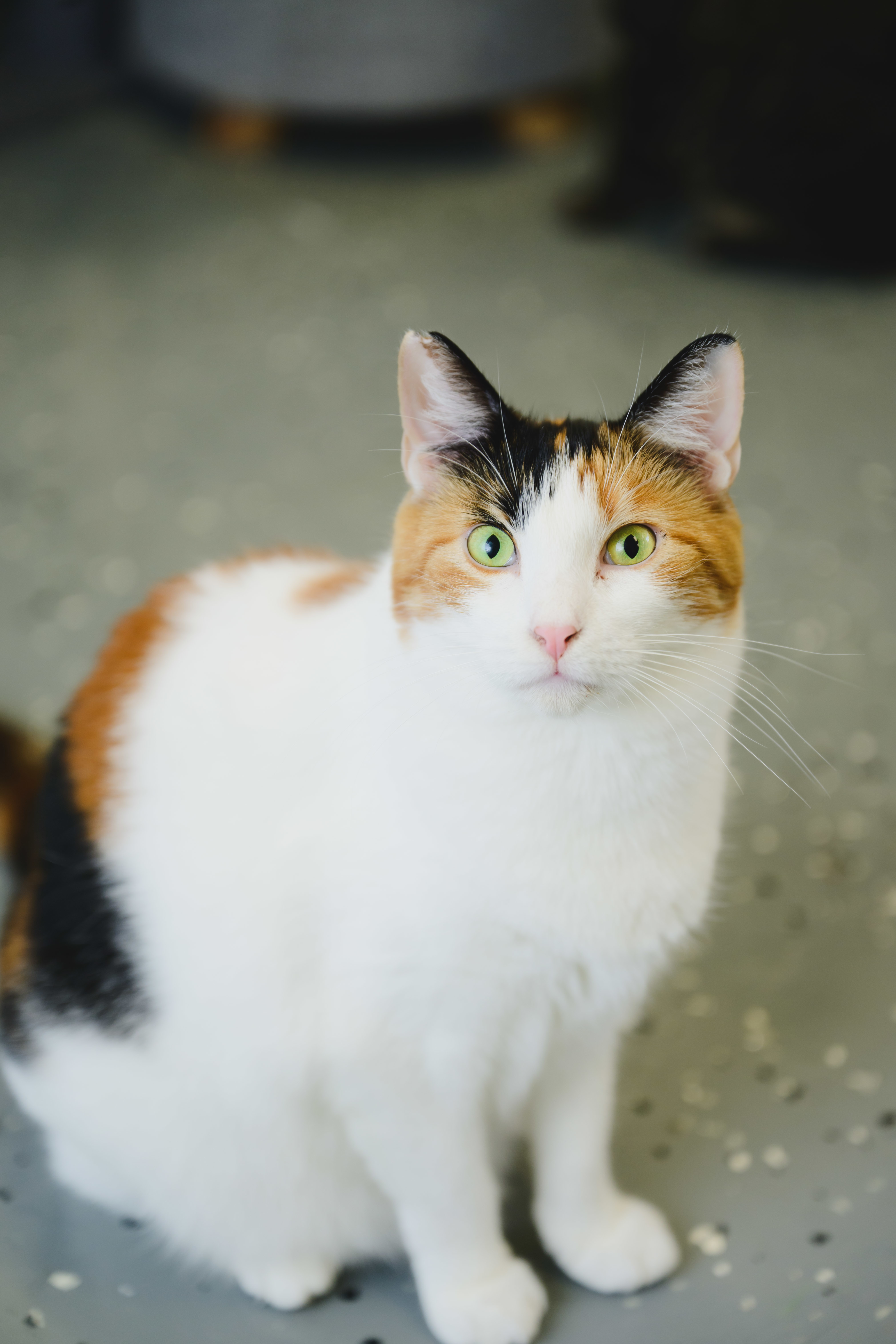 Mable, an adoptable Domestic Short Hair in Honolulu, HI, 96826 | Photo Image 1