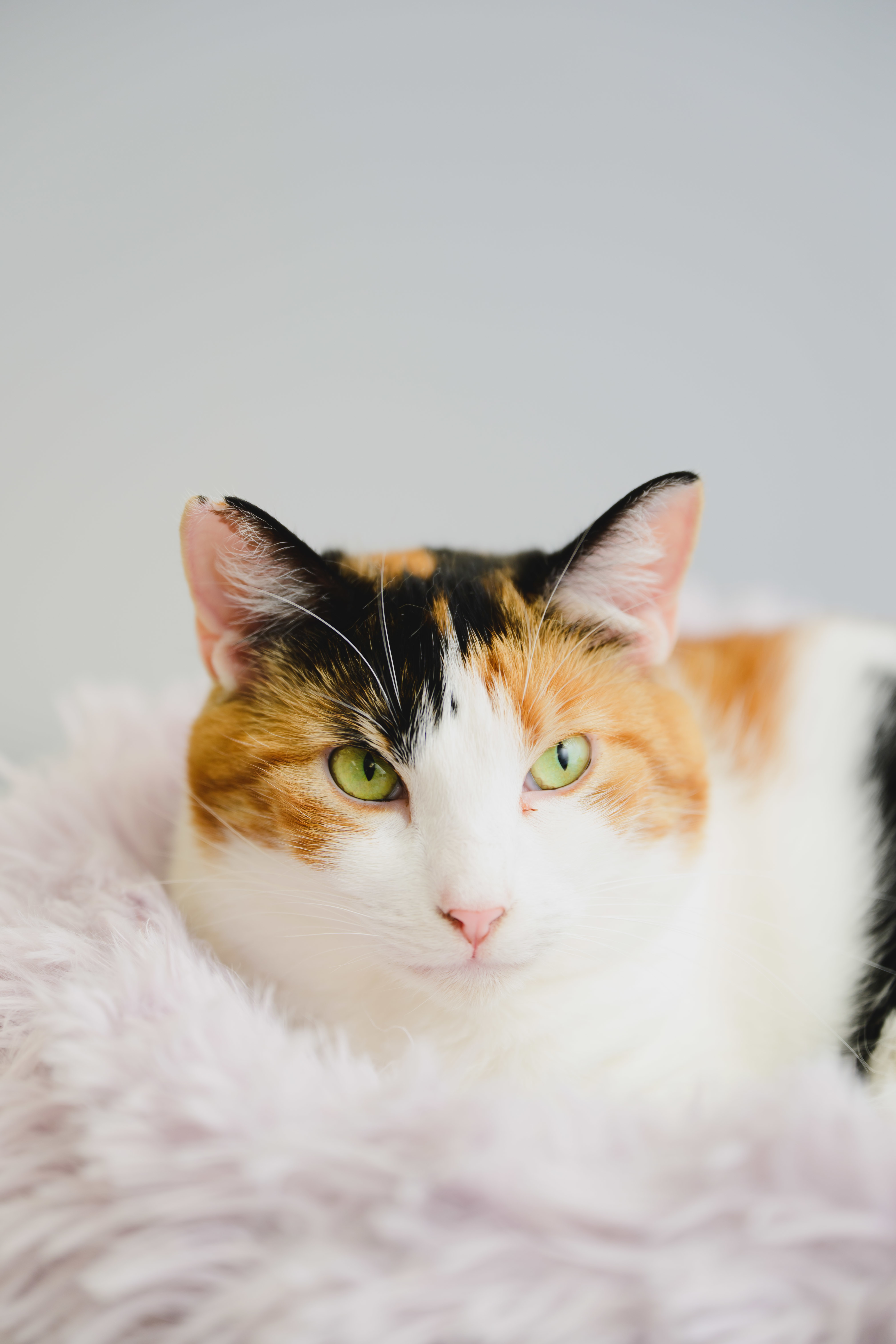 Mable, an adoptable Domestic Short Hair in Honolulu, HI, 96826 | Photo Image 2