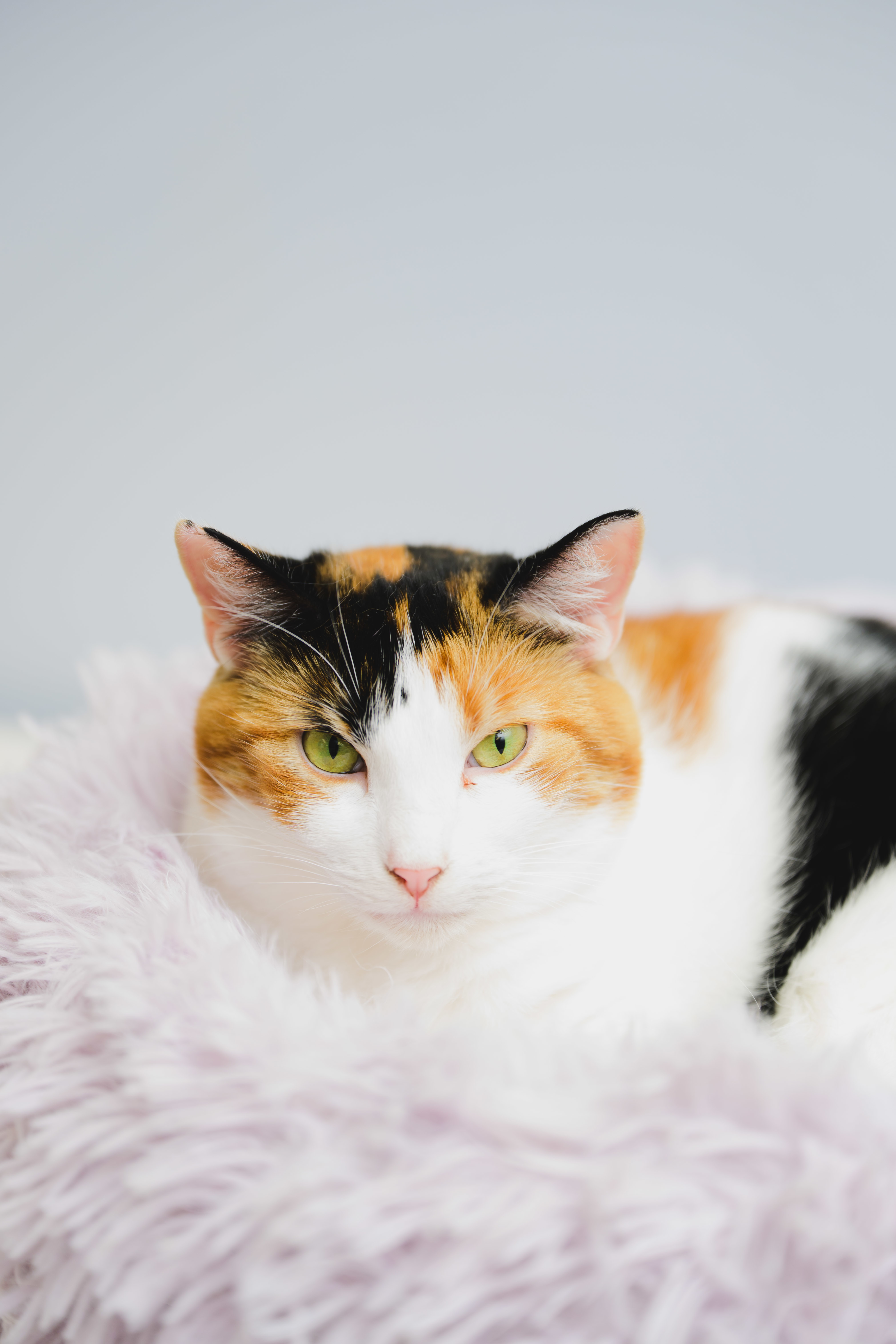 Mable, an adoptable Domestic Short Hair in Honolulu, HI, 96826 | Photo Image 3