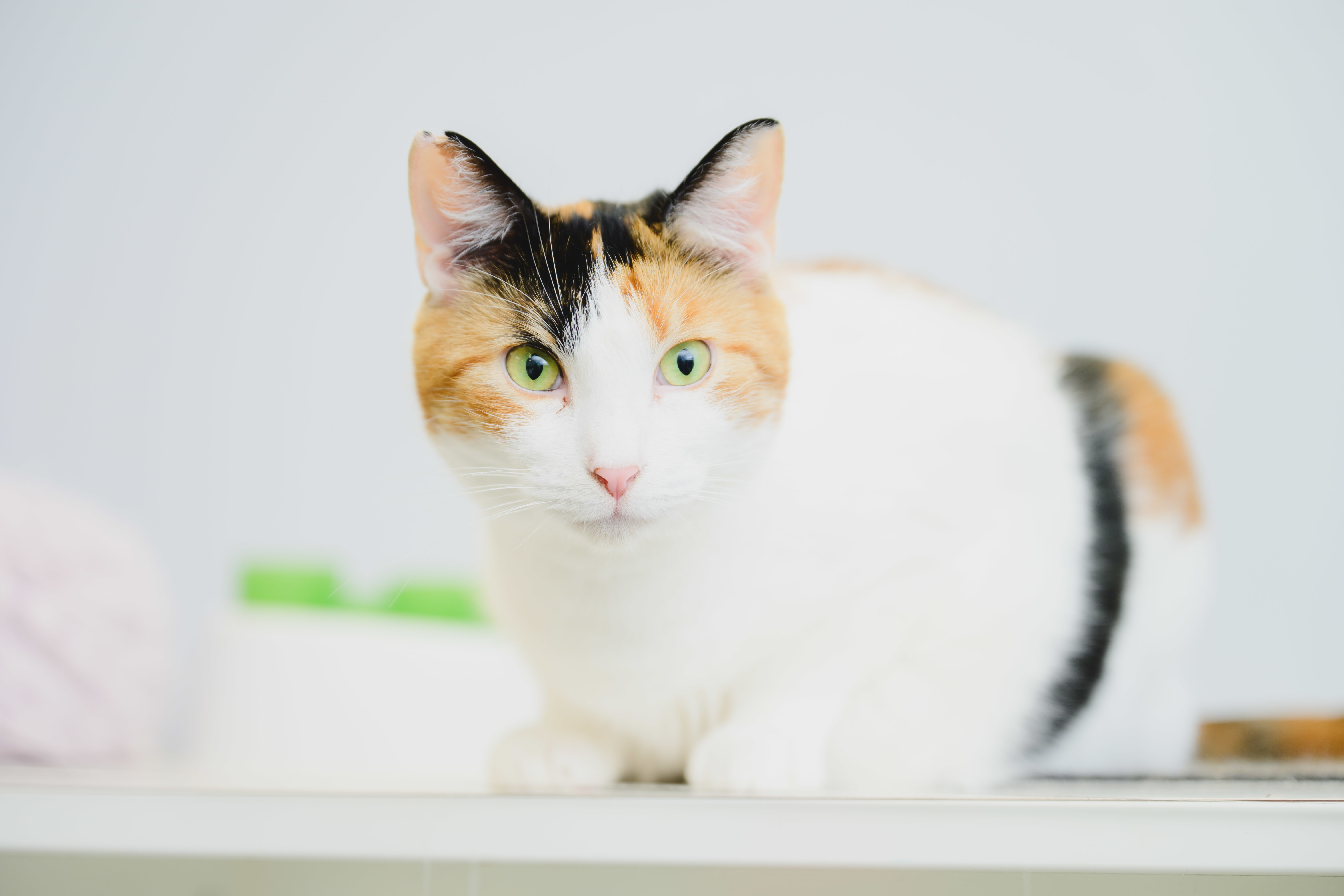Mable, an adoptable Domestic Short Hair in Honolulu, HI, 96826 | Photo Image 4